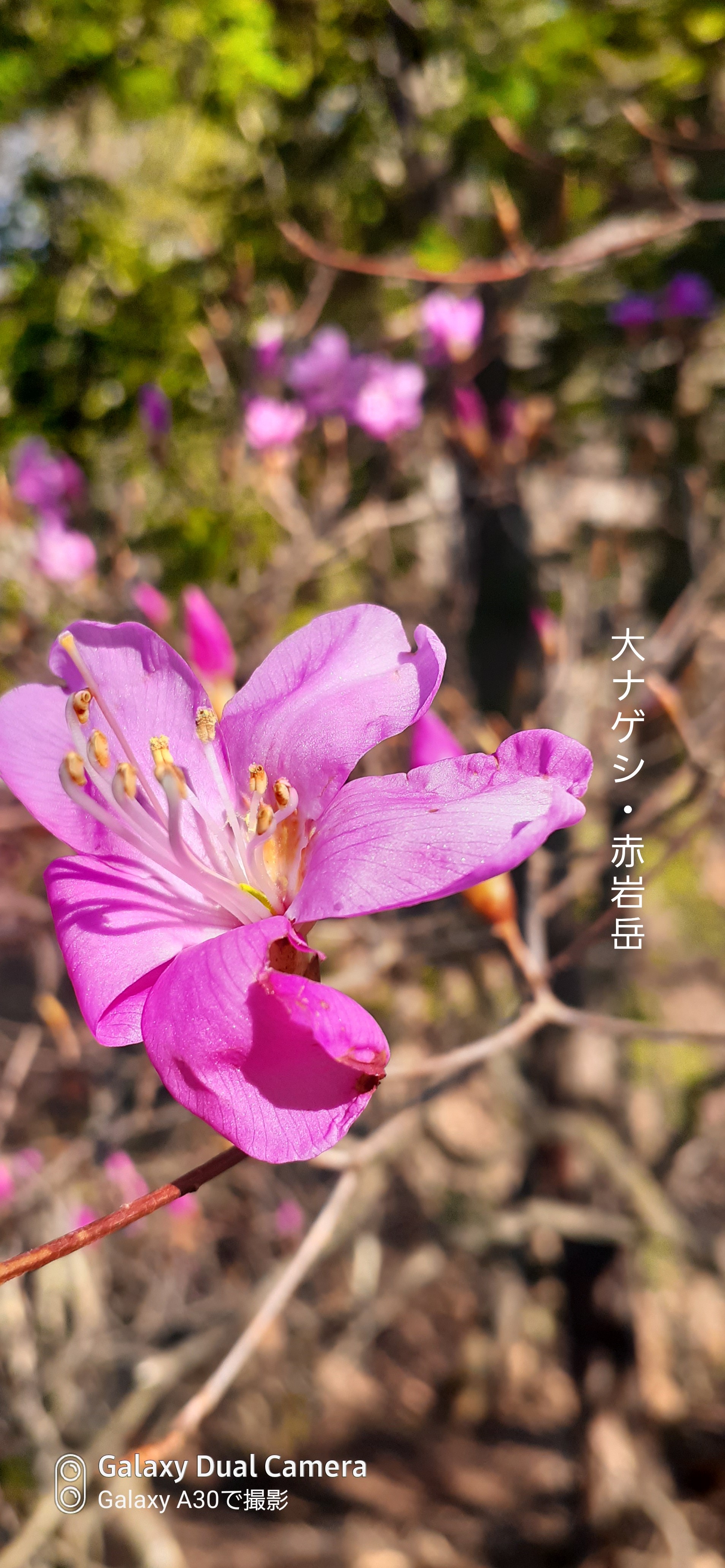 大ナゲシ北稜バリエーション Peakerさんの天丸山 南天山の活動データ Yamap ヤマップ
