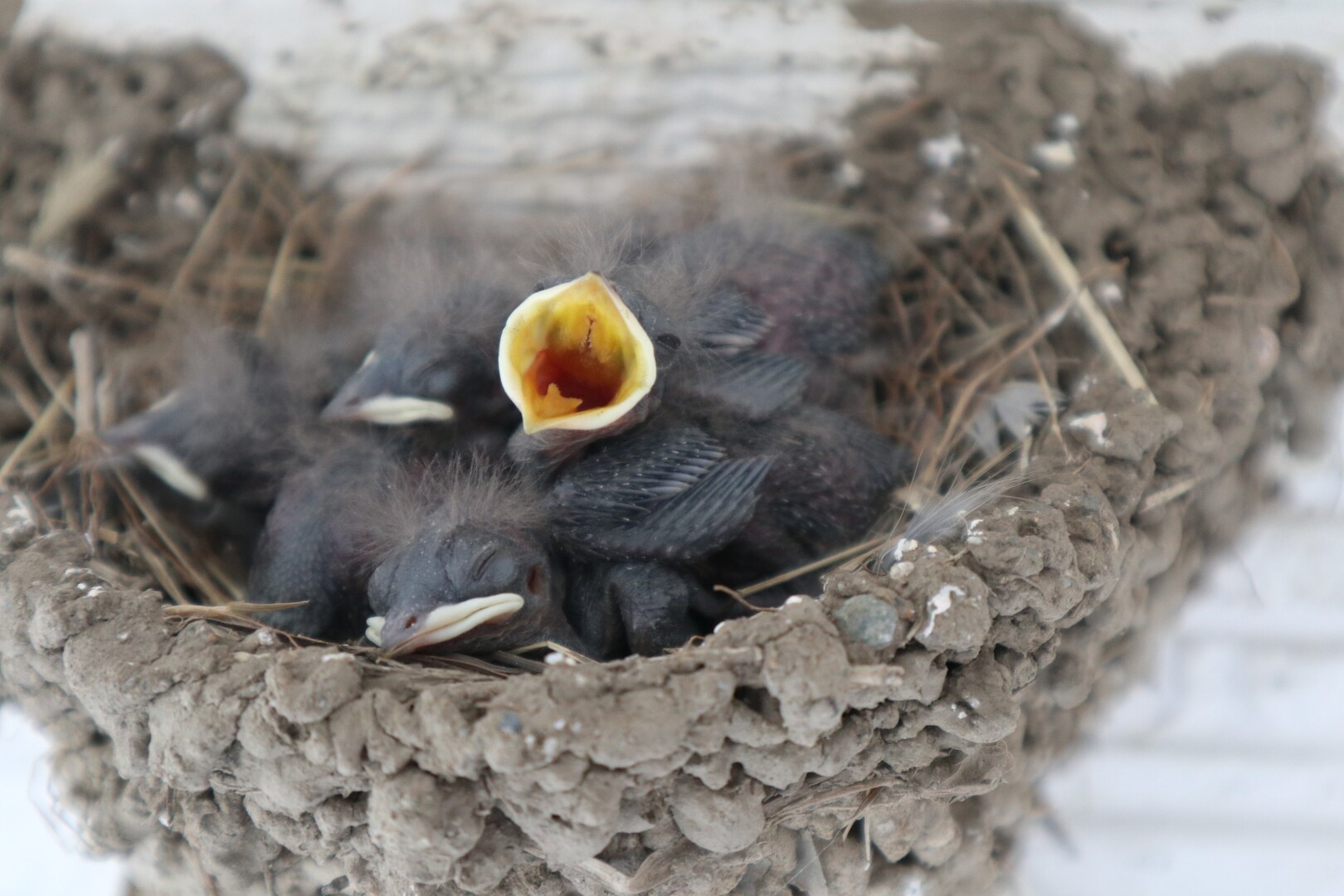 ツバメ日記 総集編 ぶんぶんさんの燕岳 餓鬼岳 唐沢岳の活動日記 Yamap ヤマップ