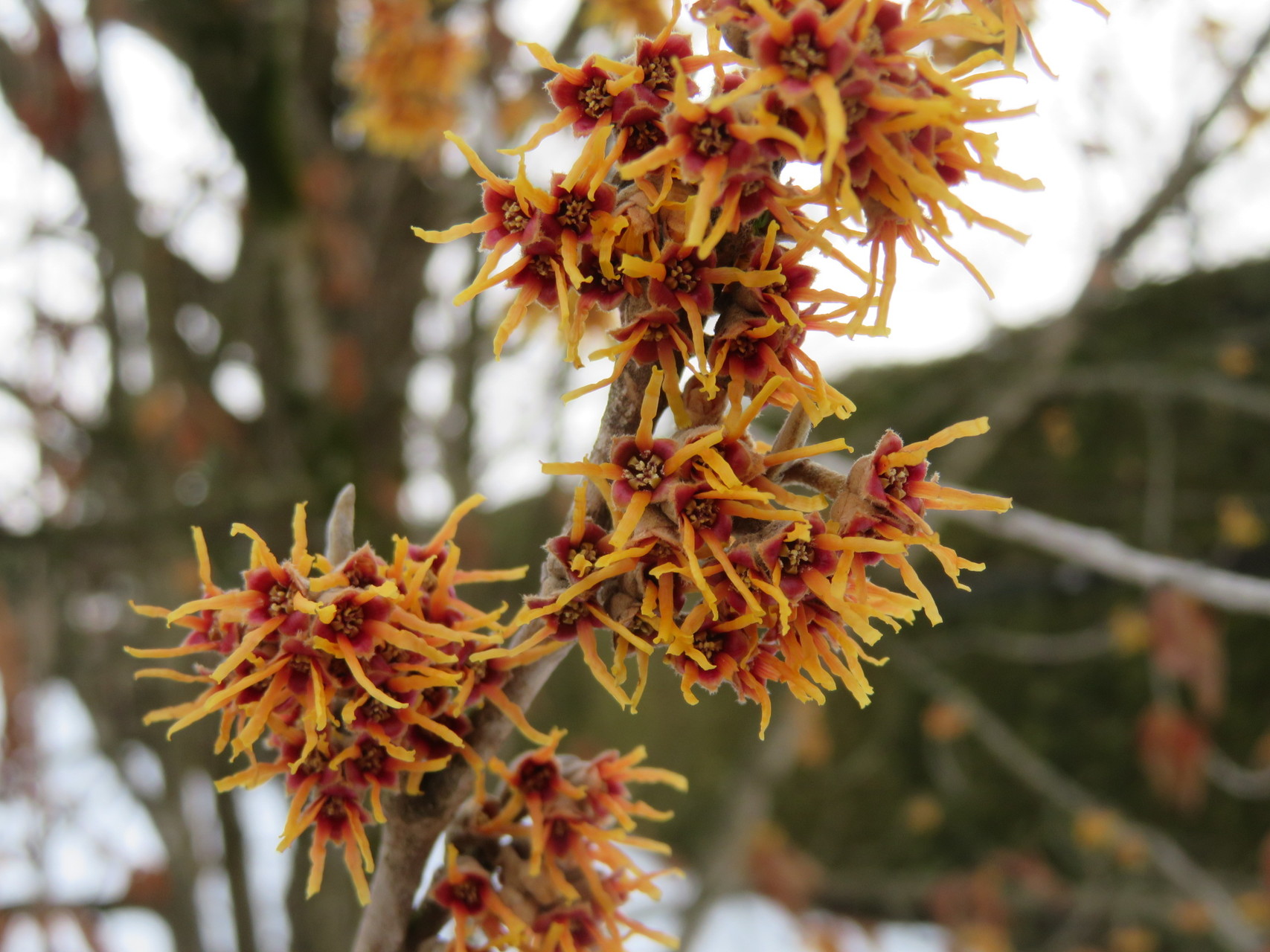 冬の植物園散歩 クリスマスローズ展 唐椿 トウツバキ Manoさんの富山市の活動日記 Yamap ヤマップ