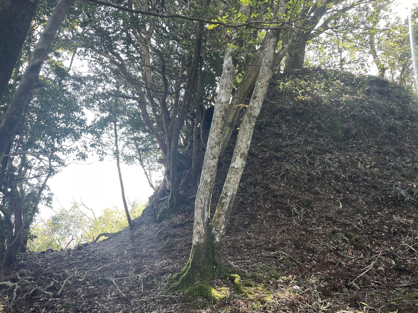 樺木岳→ 古戸野 / 山ばかり！！さんの桝形山・樺木岳の活動データ | YAMAP / ヤマップ