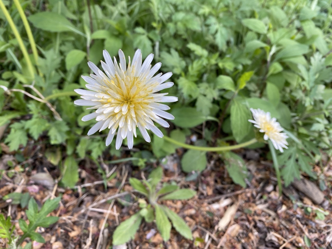 シロバナタンポポ 見 つけた 桂木観音 越生の散歩 Manaさんの大高取山の活動データ Yamap ヤマップ