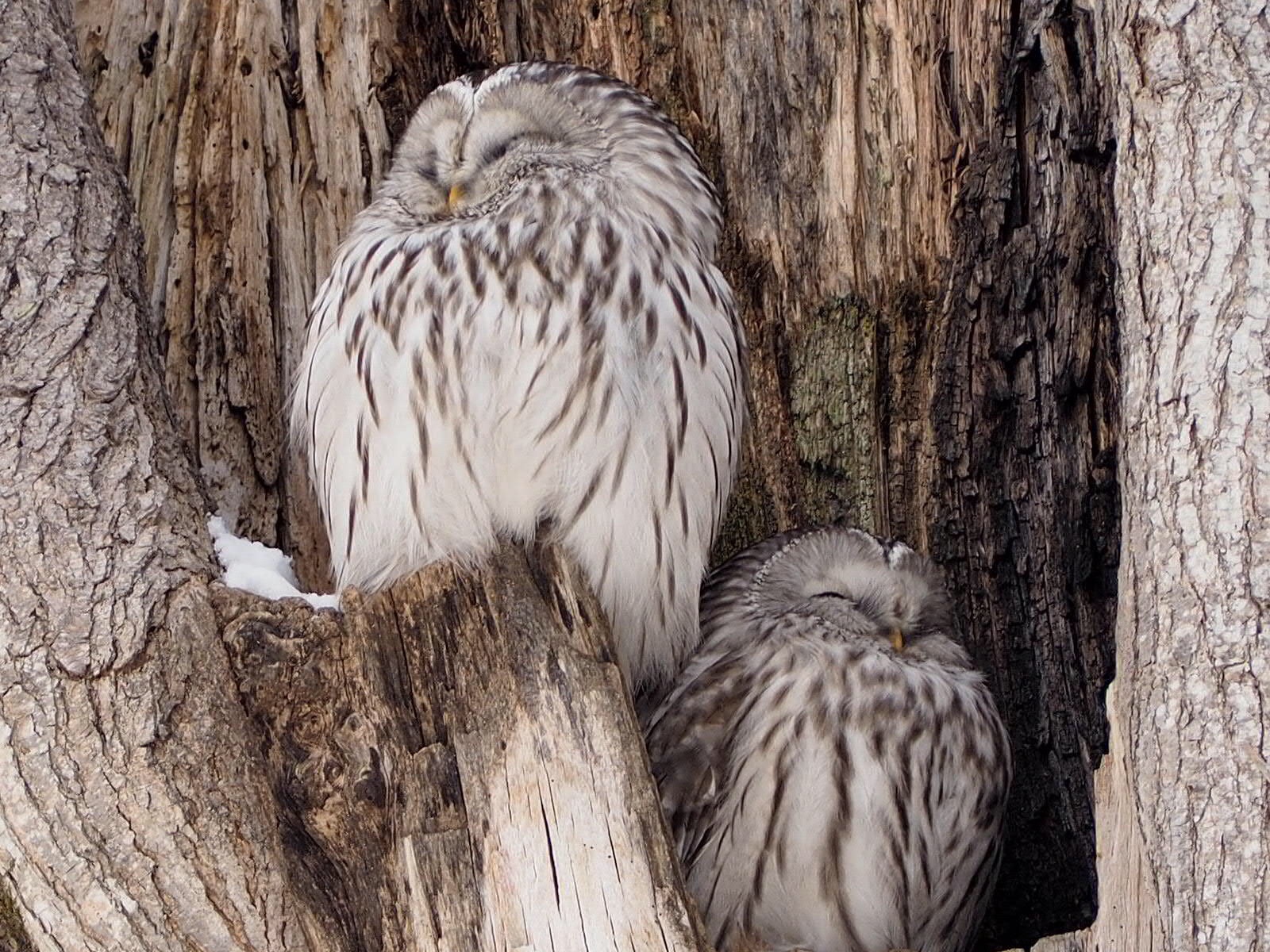 今日はツガイでいました まりさんの苫小牧研究林の活動日記 Yamap ヤマップ