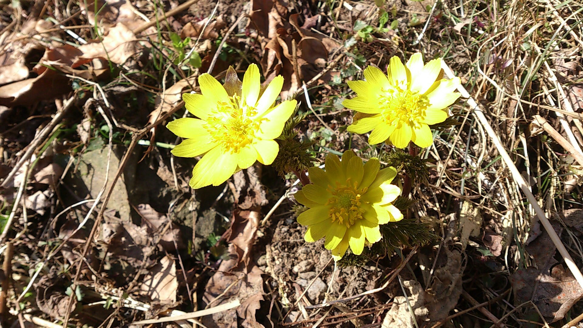 阪急高槻市駅 バス 神峰山口 神峰山寺 本山寺 ポンポン山 福寿草見学 ポンポン山 釈迦岳 善峰寺 阪急長岡天神駅 ミライさんのポンポン山 京都府 釈迦岳 小塩山 若山の活動データ Yamap ヤマップ