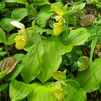 キバナノアツモリソウ(黄花の敦盛草)自生地へ / KIKOさんの高妻山