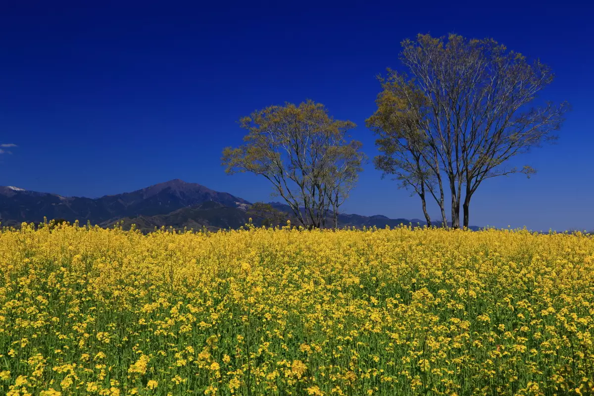 大磯 鷹取山と菜の花満開のゆるぎの丘 ハイキング Gotribeさんの高麗山 湘南平 鷹取山の活動データ Yamap ヤマップ