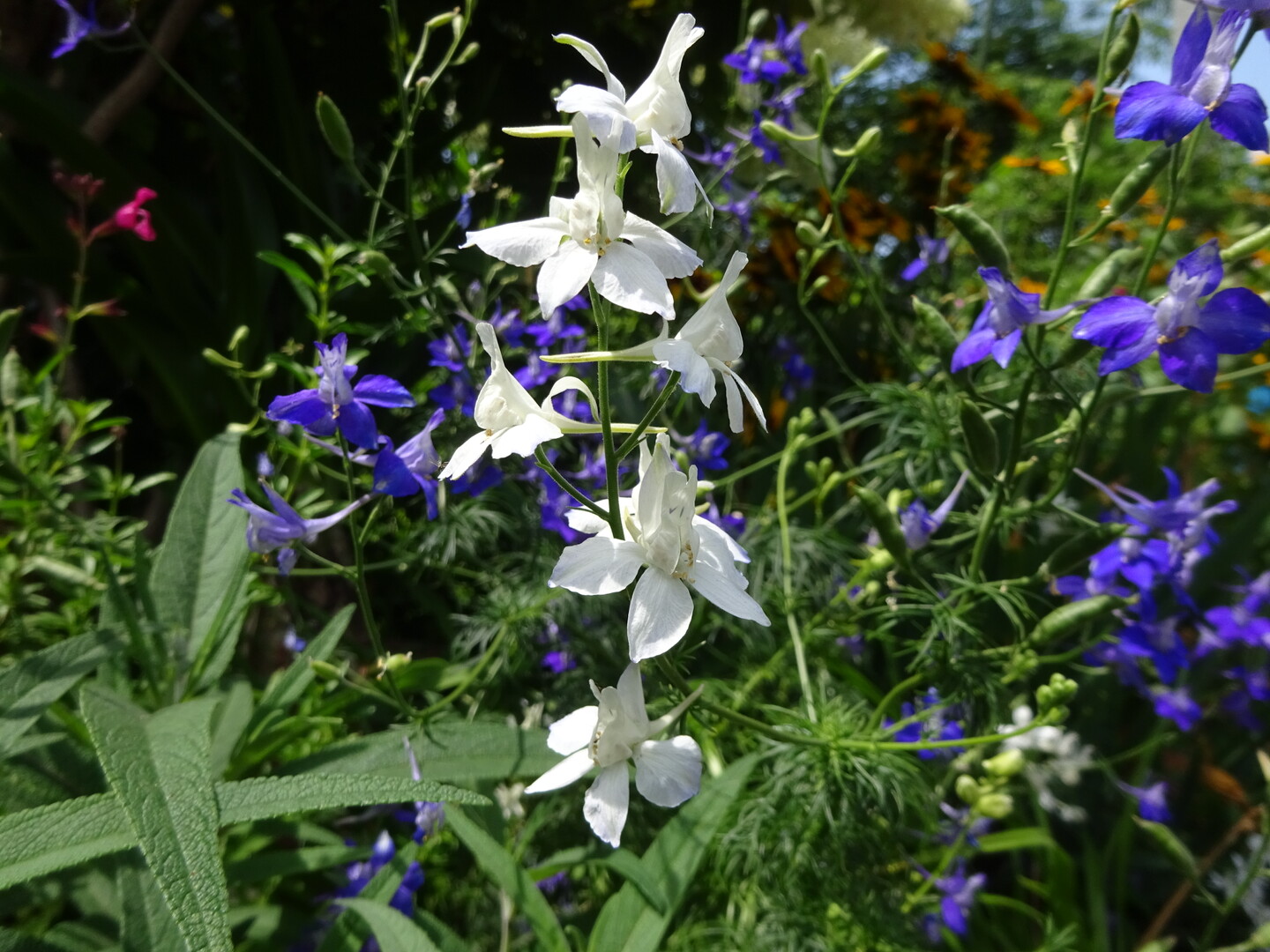 霊園からあじさい寺へ ずおずおむさんの北多摩の活動日記 Yamap ヤマップ