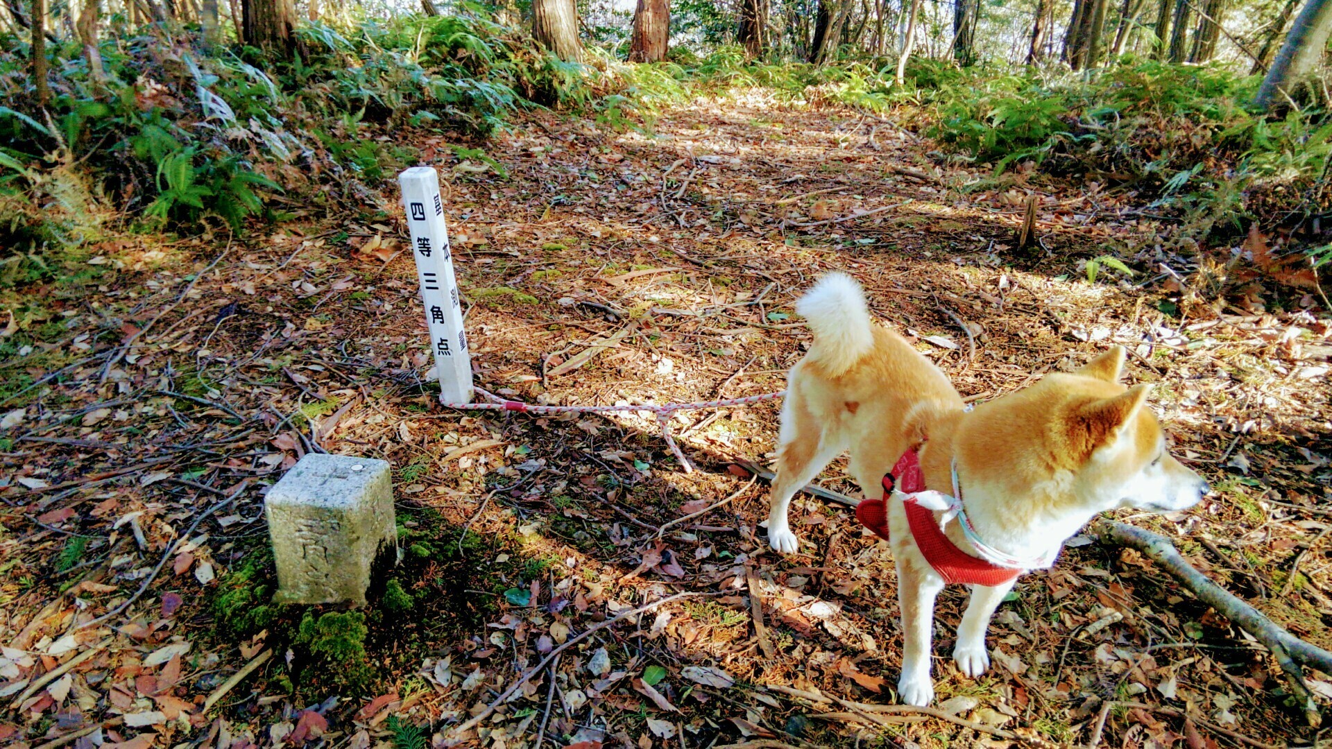 多田銅銀山へお散歩 くうぱぱさんの北摂里山トレイル 伊丹市 宝塚市 川西市 猪名川町エリア の活動日記 Yamap ヤマップ