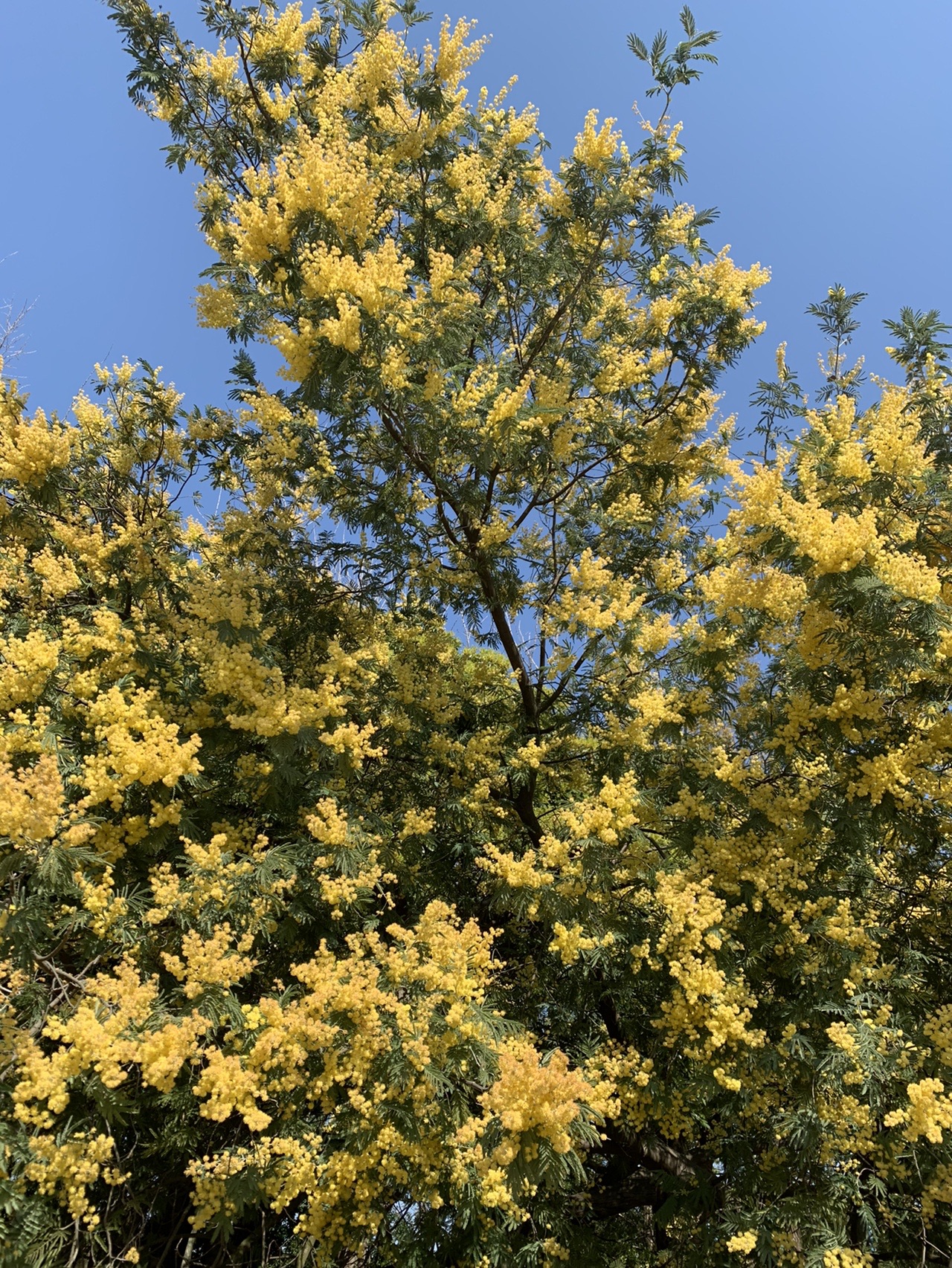 春日公園 Kazupikoさんの井野山の活動データ Yamap ヤマップ