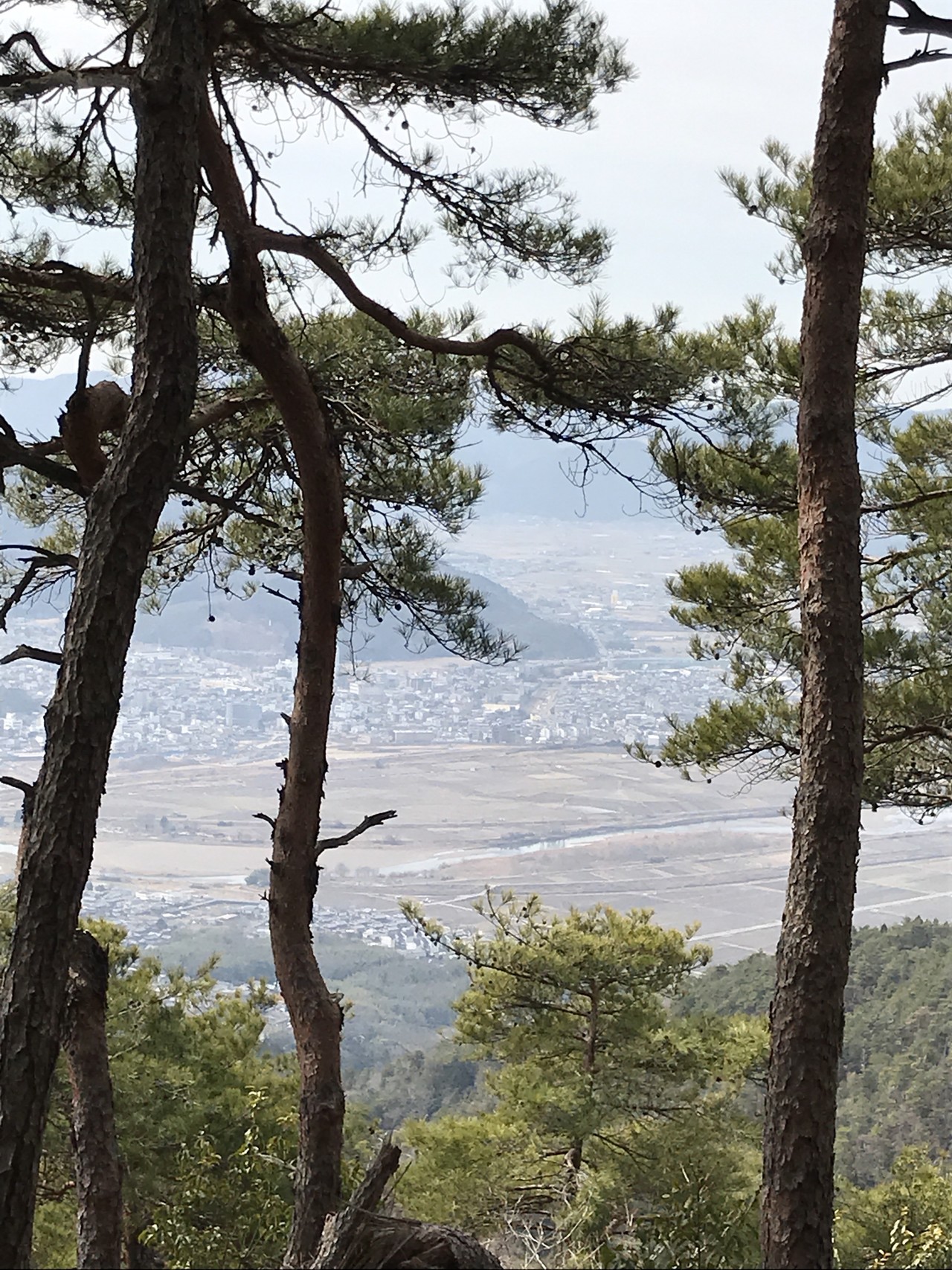 富士の山そろそろ登るかたつむり