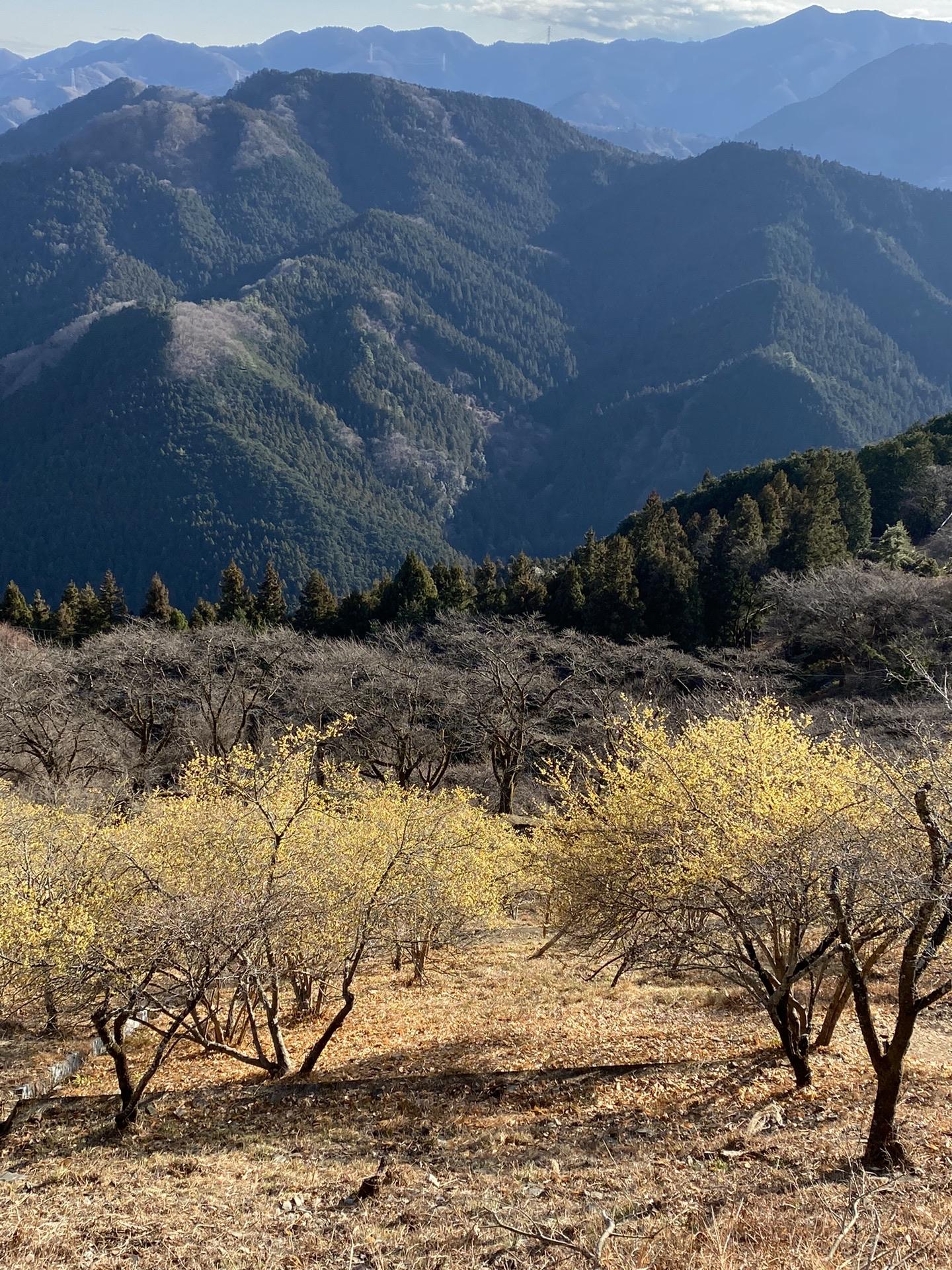 ロウバイを見に 藤岡 桜山公園へ よもぎさんの武甲山 伊豆ヶ岳 小持山の活動データ Yamap ヤマップ