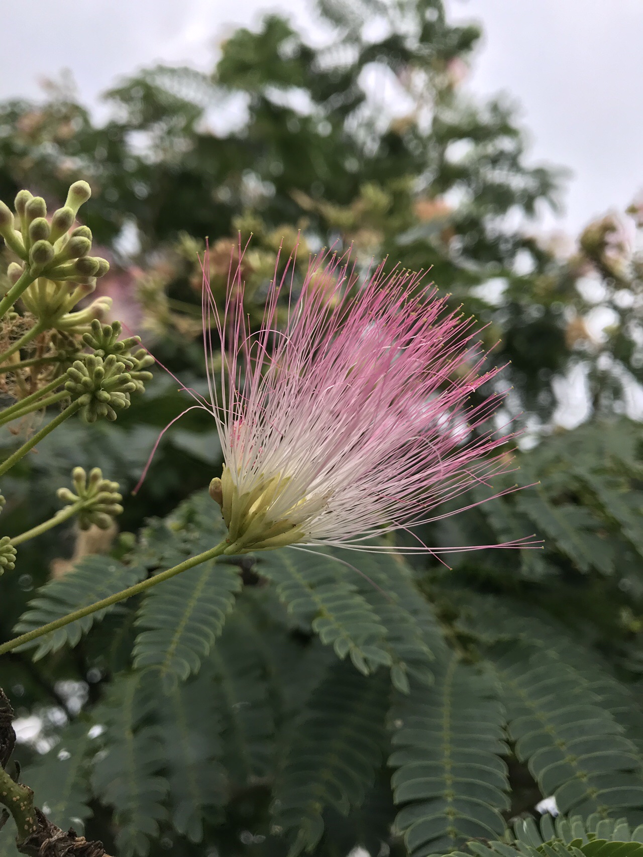ゴマダラチョウ遊ぶ多摩川河原へ ずおずおむさんの東京都23区 西エリアの活動日記 Yamap ヤマップ