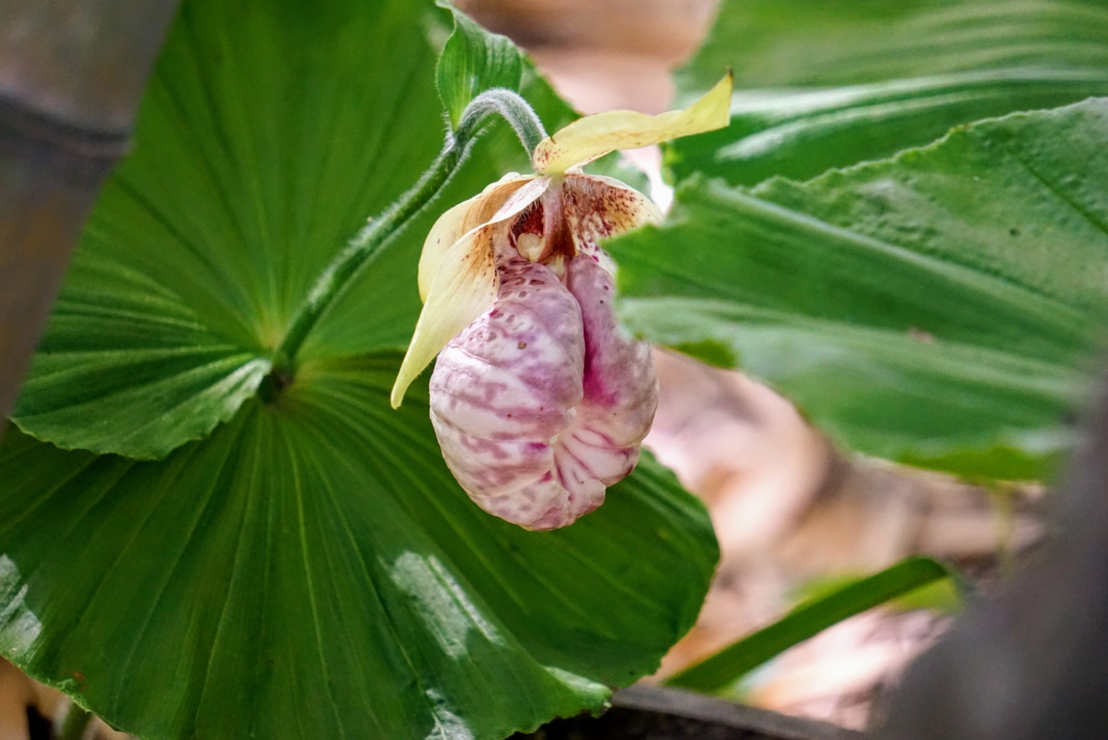 花言葉みかけだおし クマガイソウを観に 所沢市 21 04 24 有さんさんの所沢市の活動データ Yamap ヤマップ