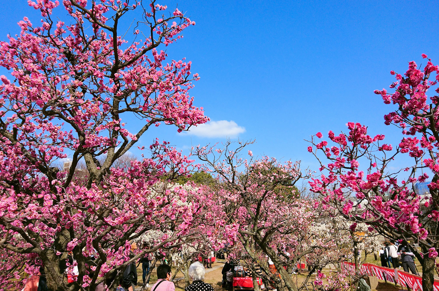 梅小路公園サイクリング Yuuさんの京都一周トレイルの活動データ Yamap ヤマップ