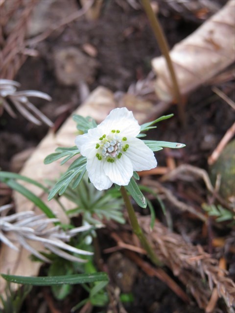総領 安田 春の妖精というより白雪姫 真っ白い変わり花 Sumire28さんの三次市 広島県 東エリアの活動データ Yamap ヤマップ