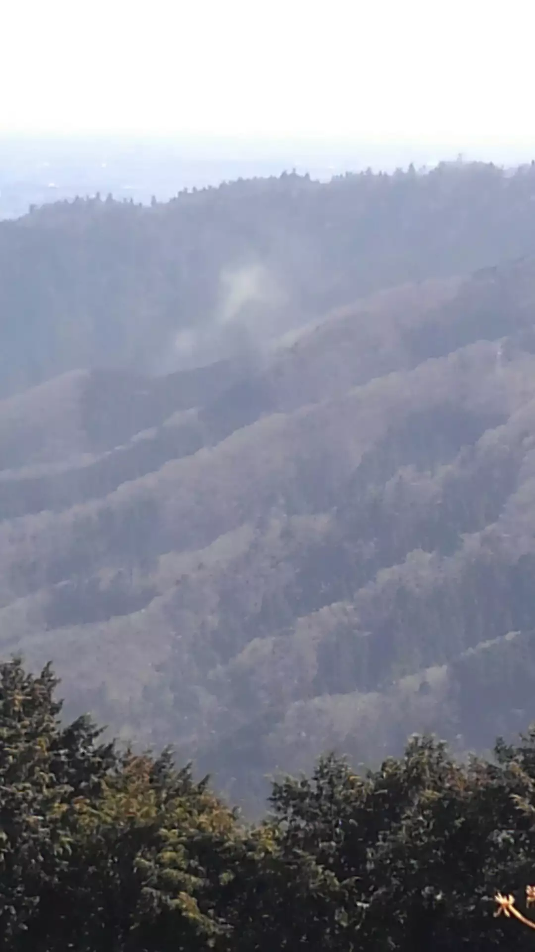 物凄い花粉の高尾山 ケントスさんの高尾山 陣馬山 景信山の活動データ Yamap ヤマップ