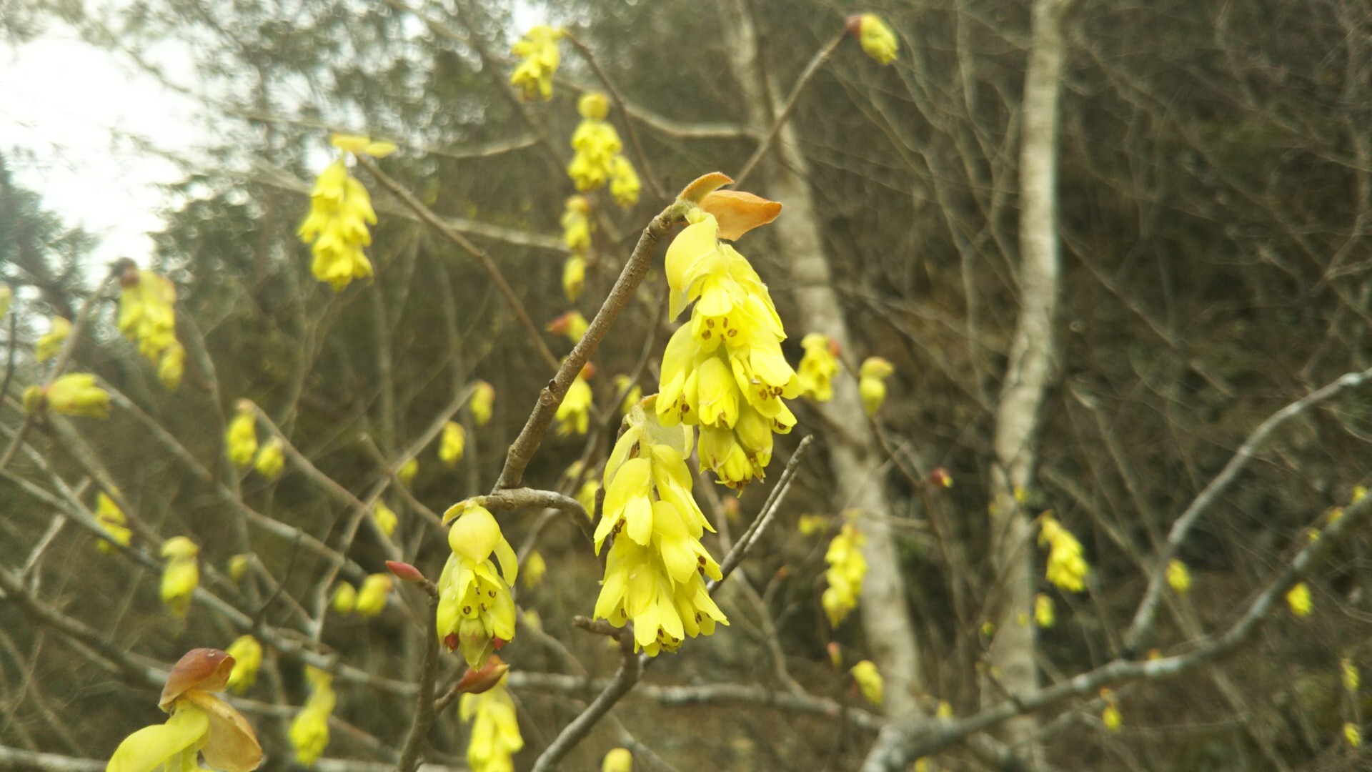 日高村錦山の 土佐水木 ゞ D A Nさんの日高村の活動日記 Yamap ヤマップ