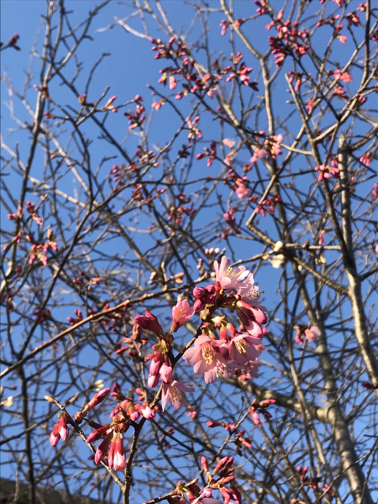 信貴山 山頂は初めてやった カッキャンさんの生駒山 神津嶽 大原山の活動データ Yamap ヤマップ