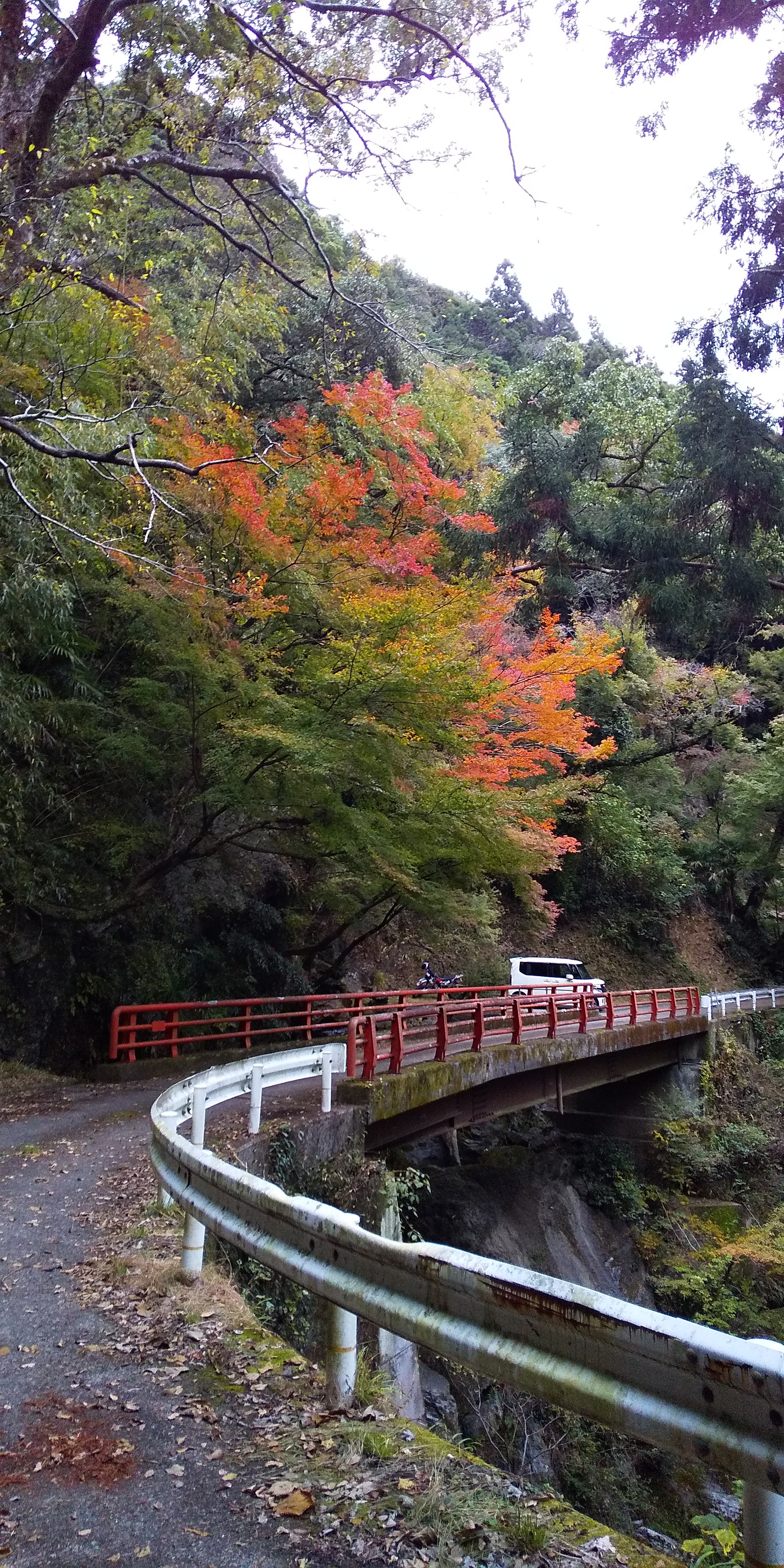星の岩屋 紅葉まだです ソラ 徳島さんの中津峰山 平石山 古田山の活動データ Yamap ヤマップ