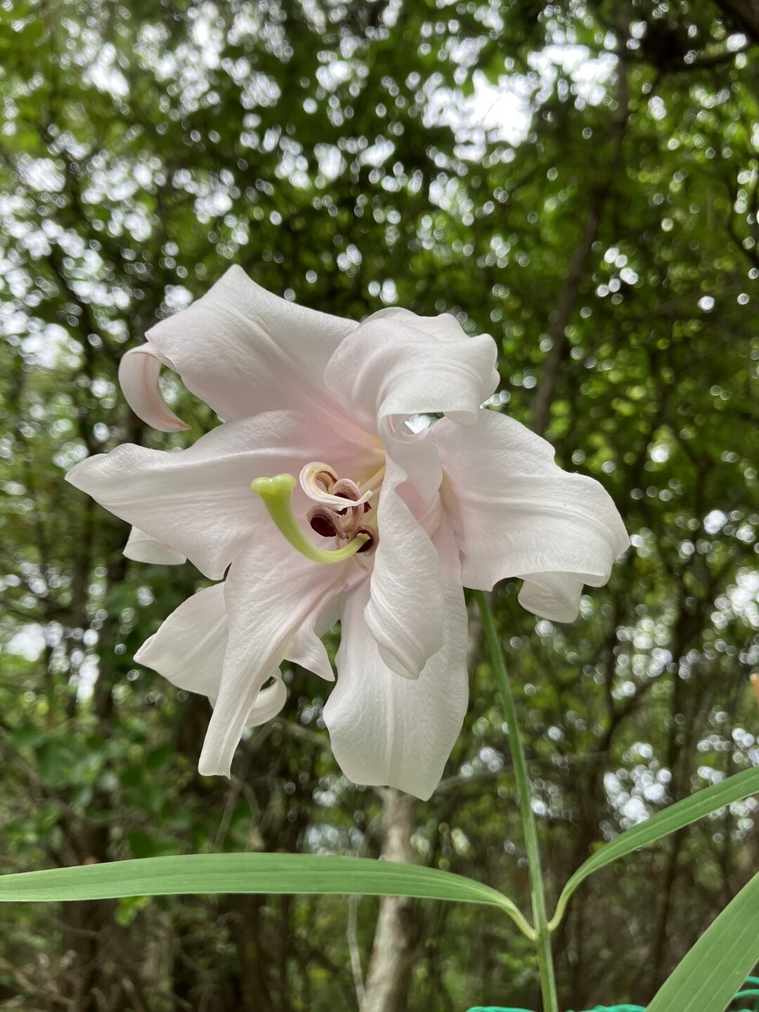 小雨の播磨アルプス縦走〜ササユリを探して〜