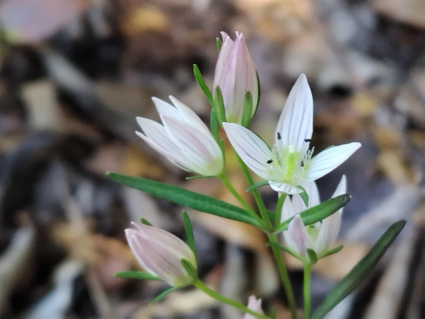鶏足山：センブリの道 / Masamiさんの焼森山・鶏足山の活動データ YAMAP / ヤマップ