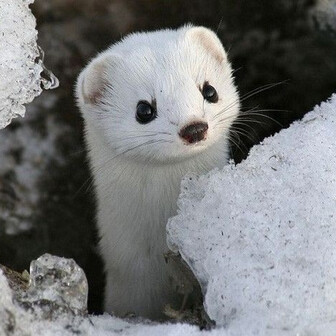 もこもこ