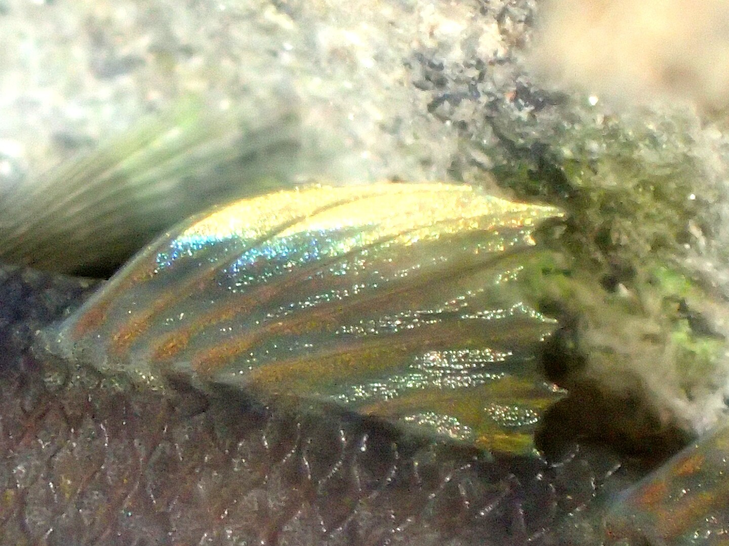 鴨川 京都 の魚 パッと見地味な淡水魚 Bptanakaさんのモーメント Yamap ヤマップ