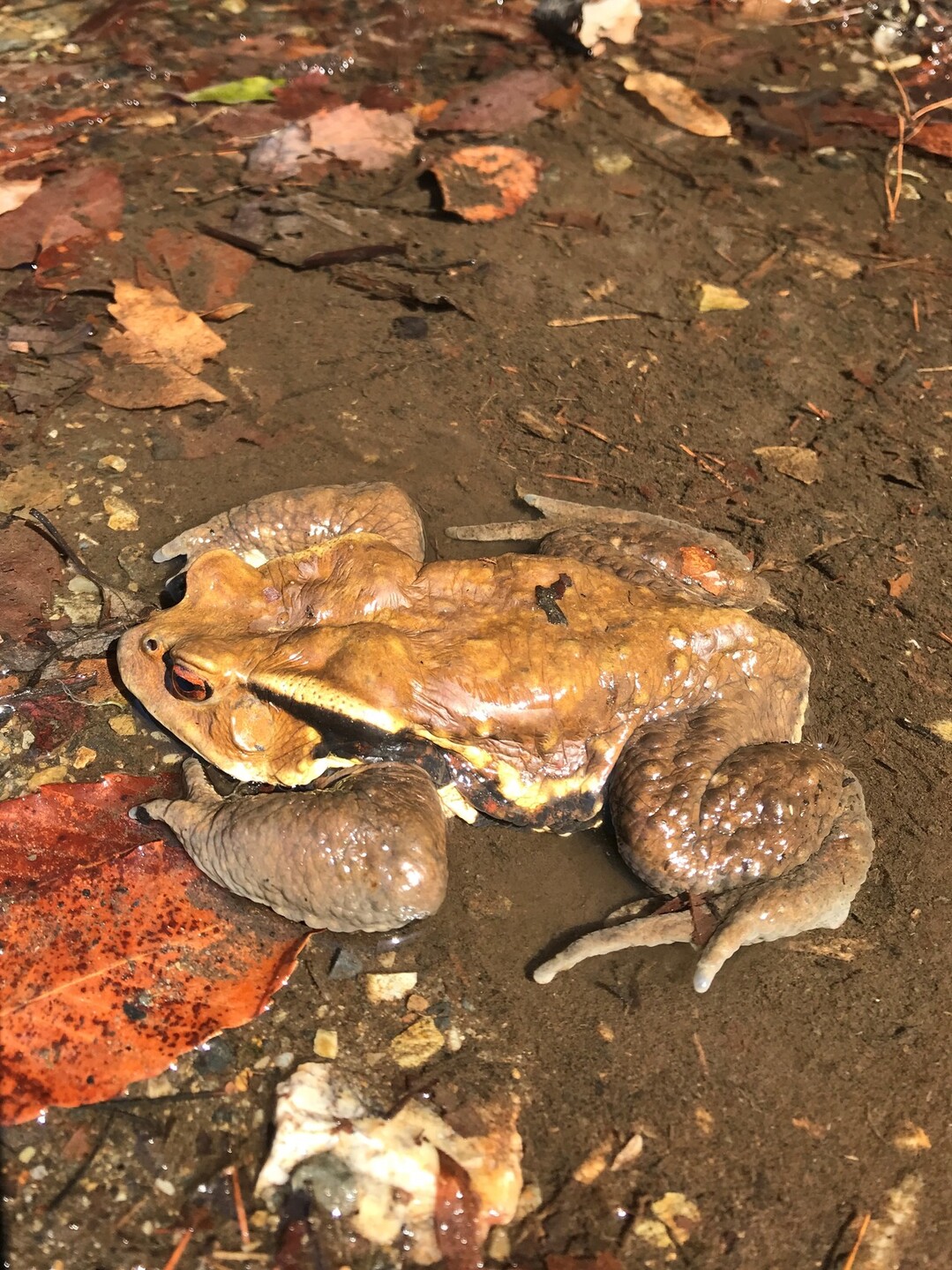 大洞谷よりヒキガエルで春の便り 養老山 笙ヶ岳 三方山の写真7枚目 ガマガエルって毒あるんじゃ これに鏡 Yamap ヤマップ