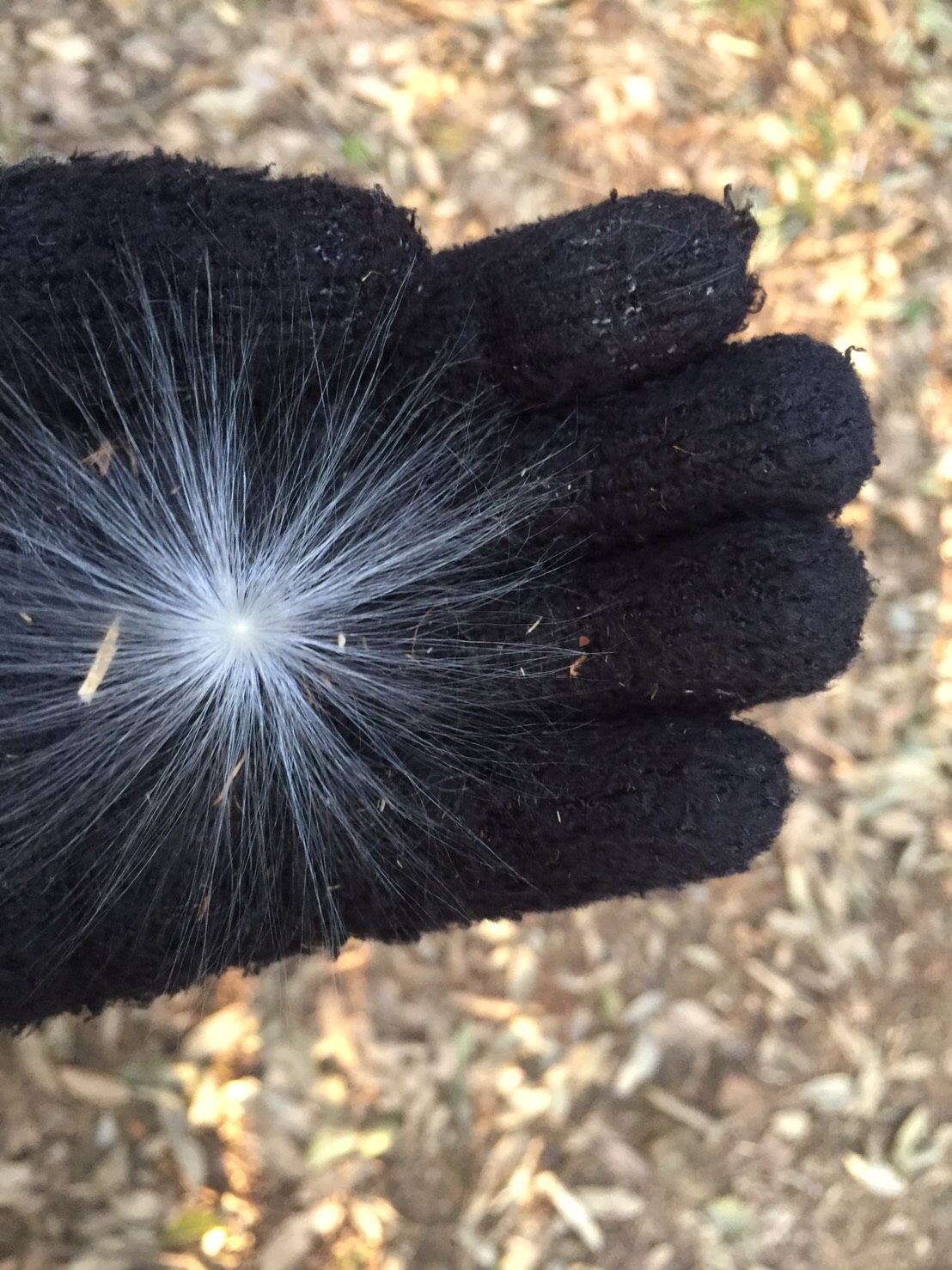 ケサランパサランがありました Pontaさんの立花山 三日月山 城ノ越山の活動日記 Yamap ヤマップ