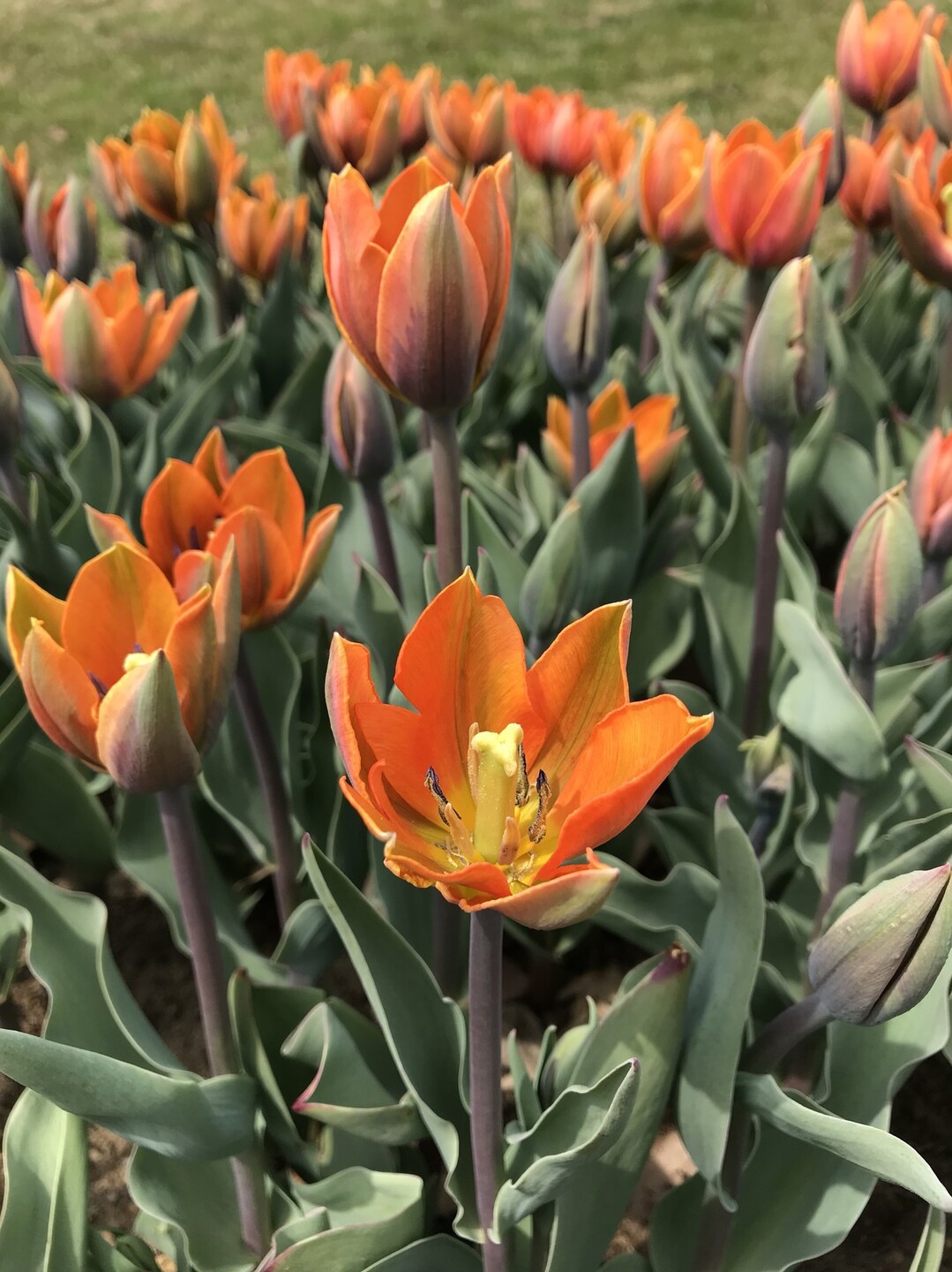 チューリップ咲く昭和記念公園へ ずおずおむさんの国分寺市の活動日記 Yamap ヤマップ