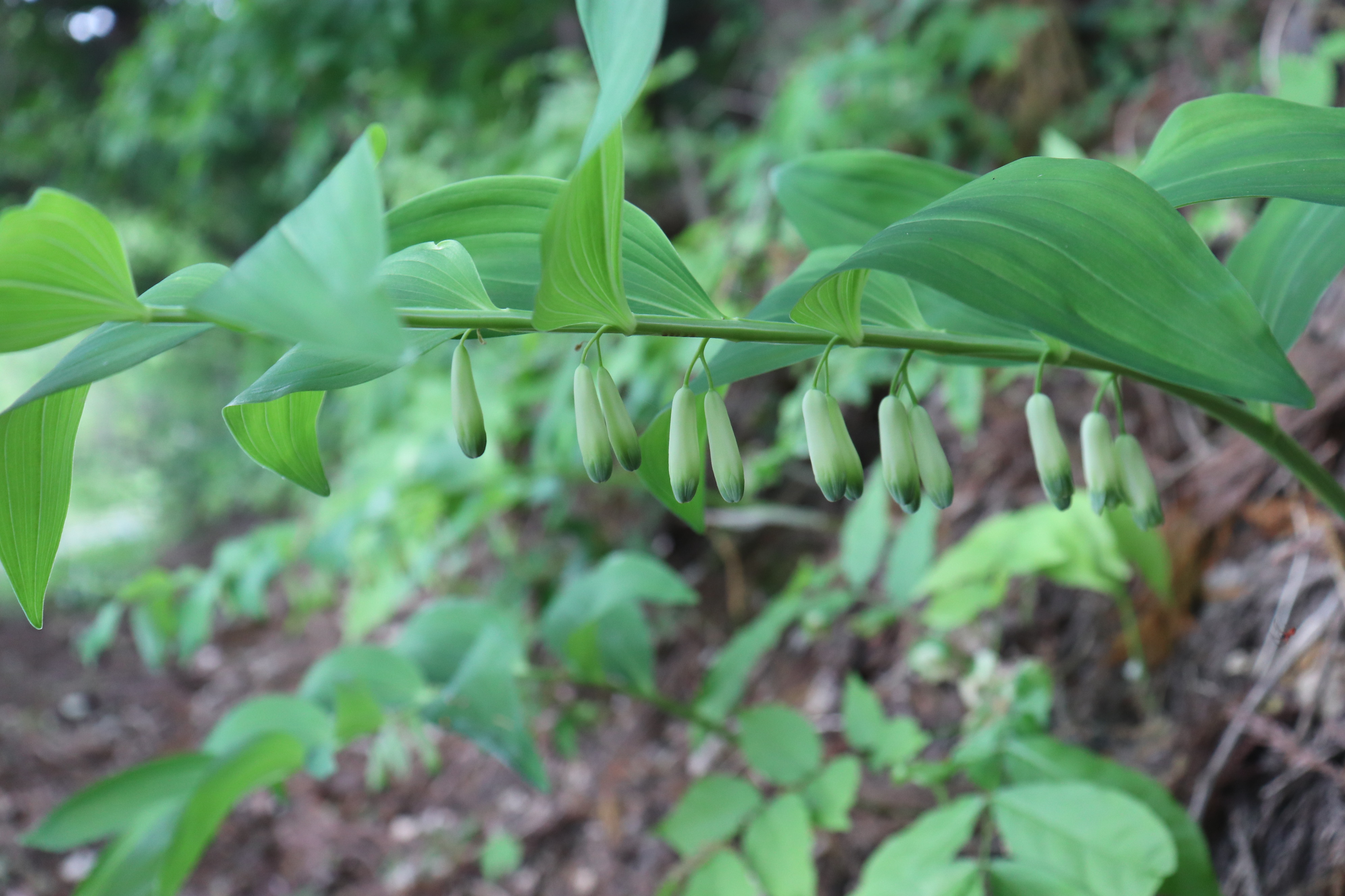 大岡山 自分用の花名図鑑作りでもやってみるかの巻 パクチーさんの大岡山の活動データ Yamap ヤマップ