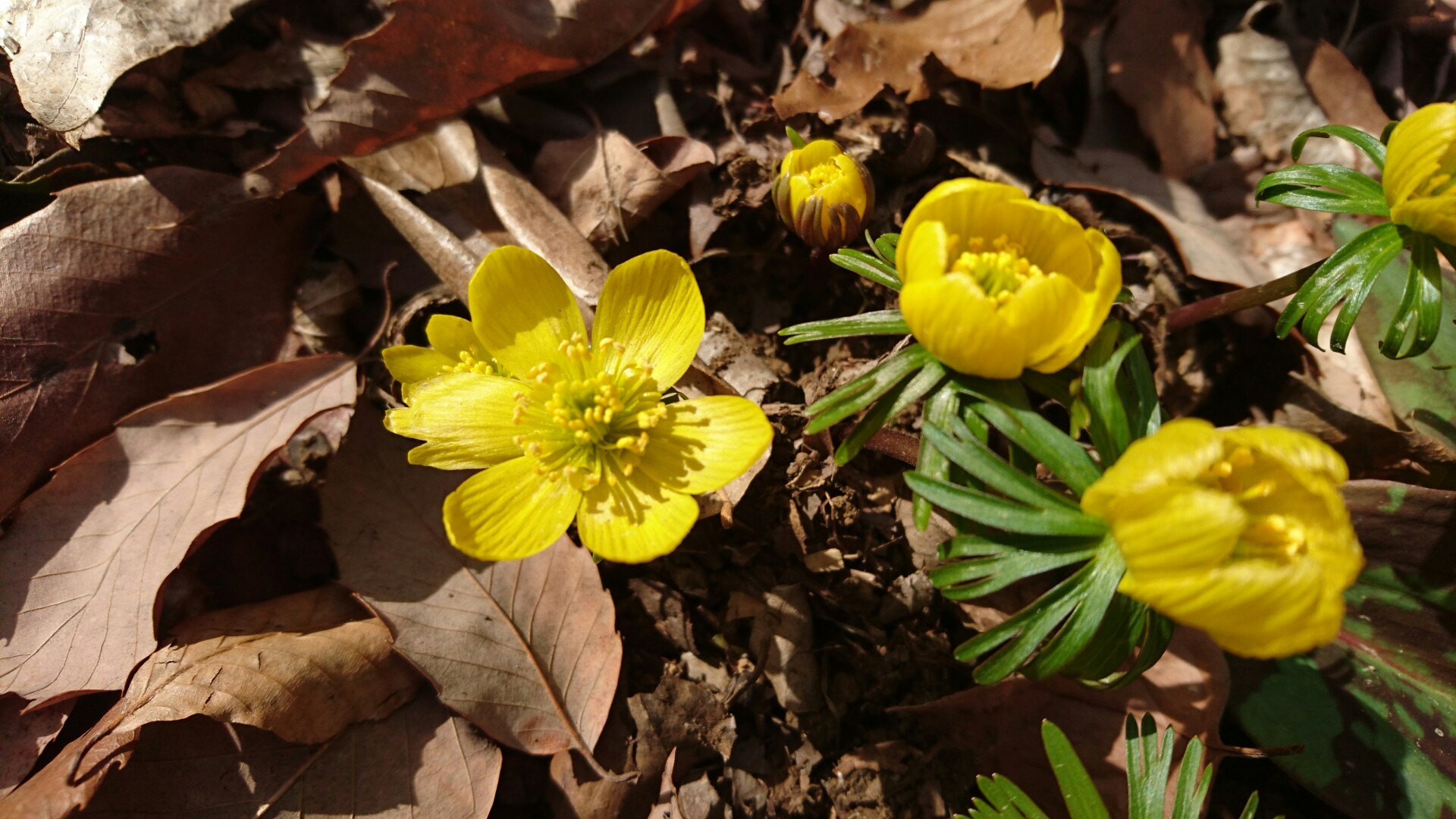 高尾山 南高尾山稜 城山カタクリの里 いともさんの高尾山 陣馬山 景信山の活動データ Yamap ヤマップ
