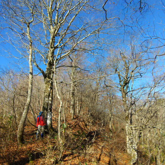 左門岳 揖斐川と長良川を分ける主稜線に出ます。道と言えるような物はないです。