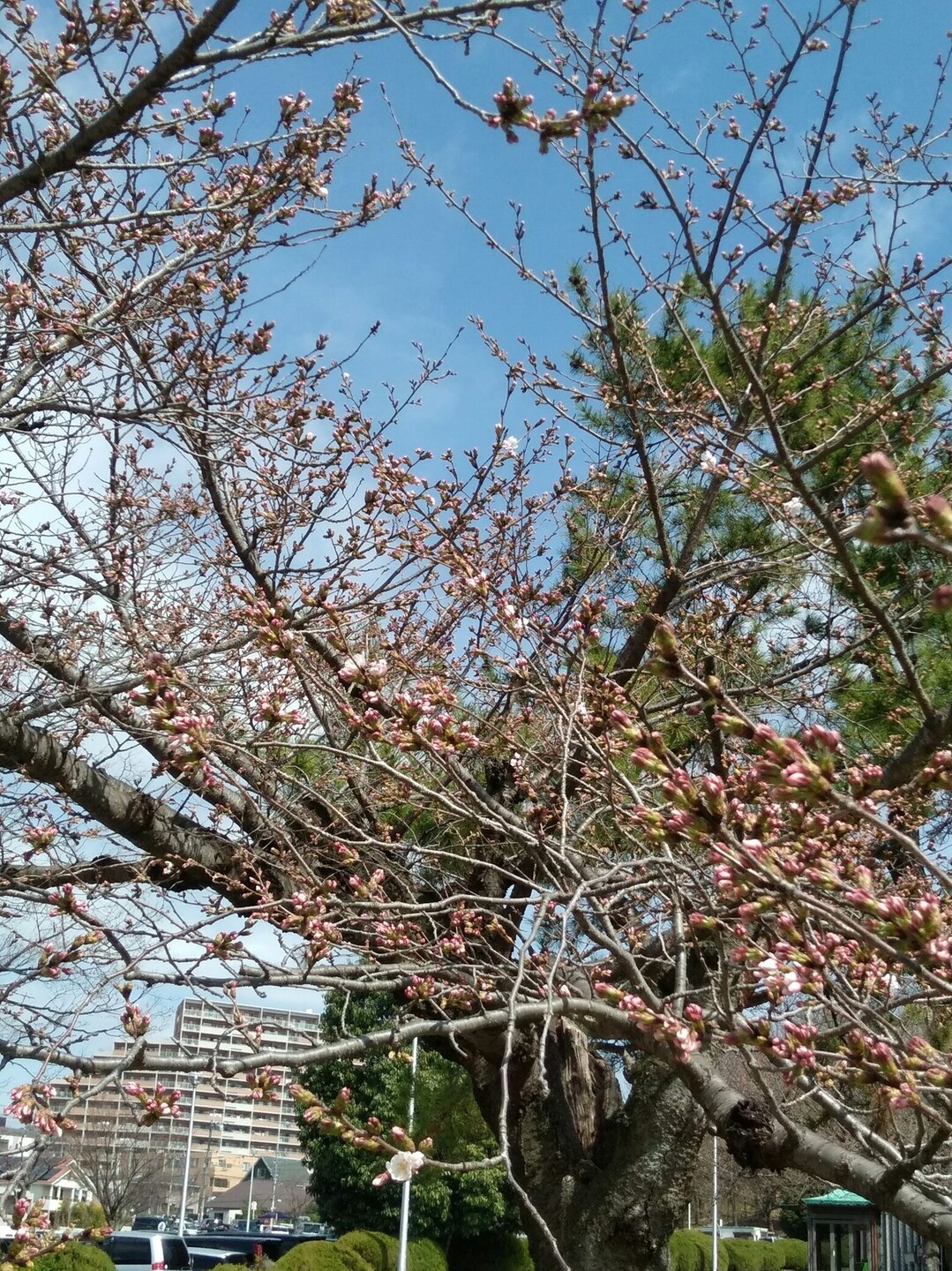 服部緑地公園のフリーマーケットに行って来ました 摂津市の写真4枚目 公園の桜 ソメイヨシノ がちらほら咲いて Yamap ヤマップ