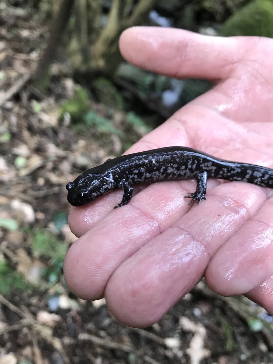 脊振山 山椒魚 発見 おかんさんの脊振山 金山の活動データ Yamap ヤマップ