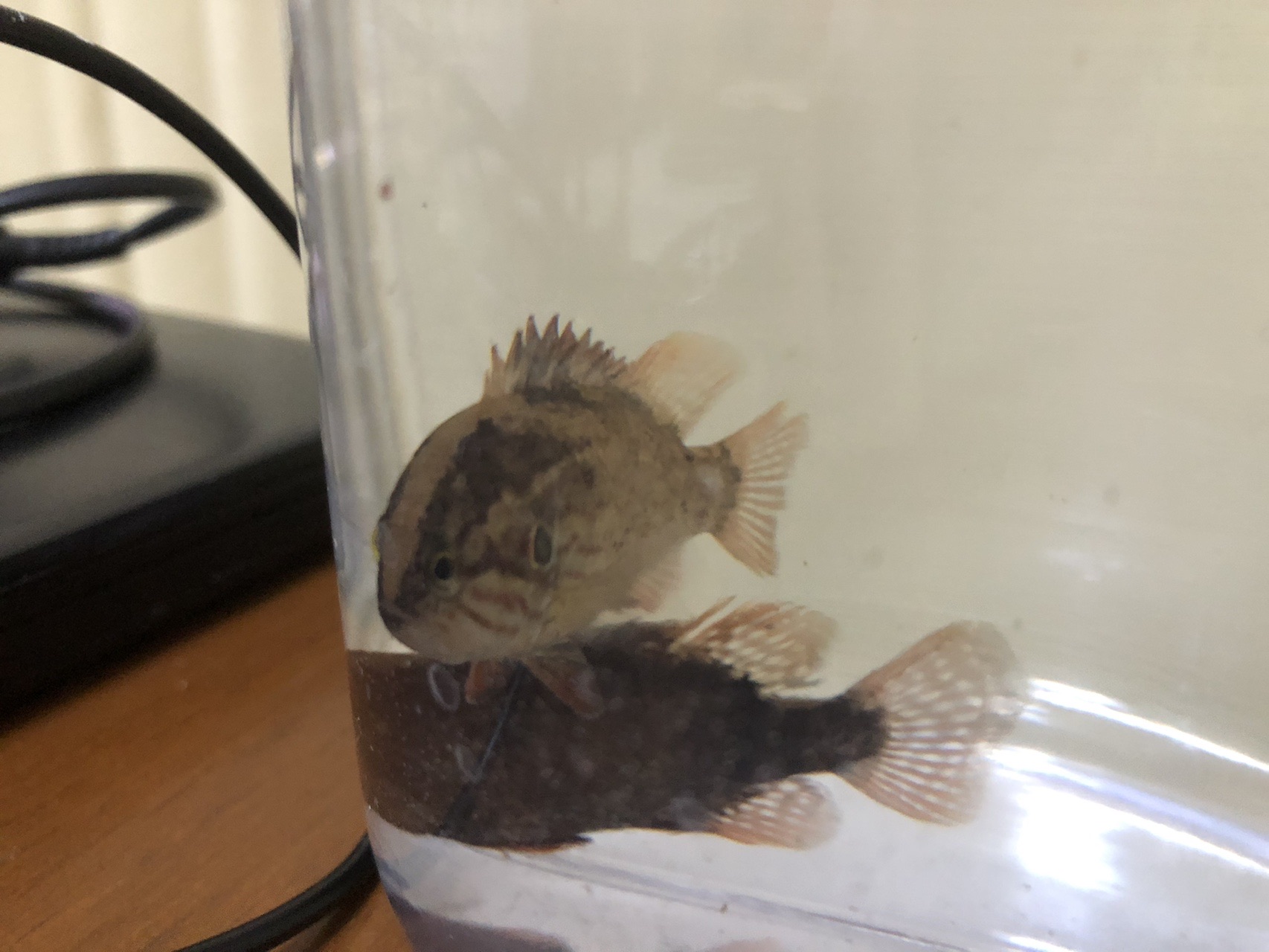 八王子ガサ さんの富士山の活動データ Yamap ヤマップ