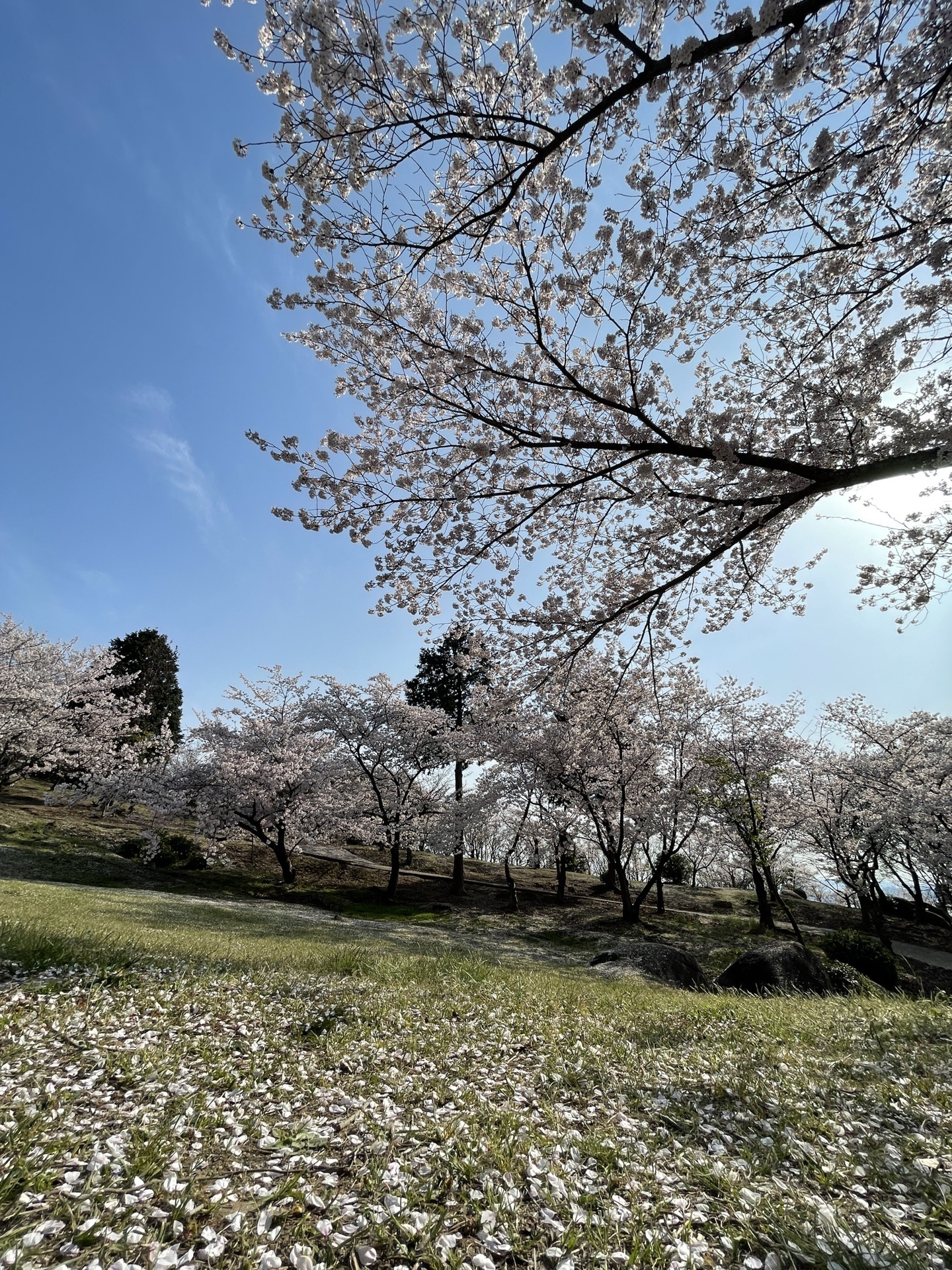 王子が岳にお花見 かめさんの王子が岳 新割山 矢出山の活動データ Yamap ヤマップ