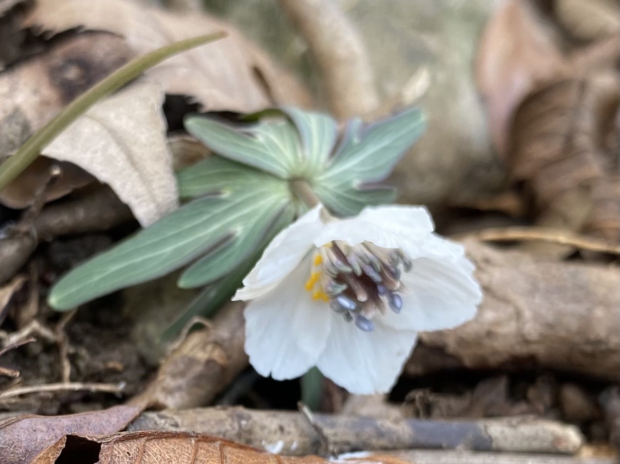 孫太尾根から花巡り 藤原岳 和坊さんの藤原岳 御池岳の活動日記 Yamap ヤマップ