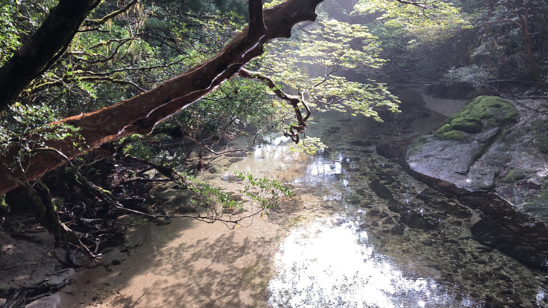 白谷雲水峡 縄文杉 永田岳 宮之浦岳 黒味岳 淀川登山口 In 屋久島 ハルさんの屋久島 宮之浦岳の活動データ Yamap ヤマップ