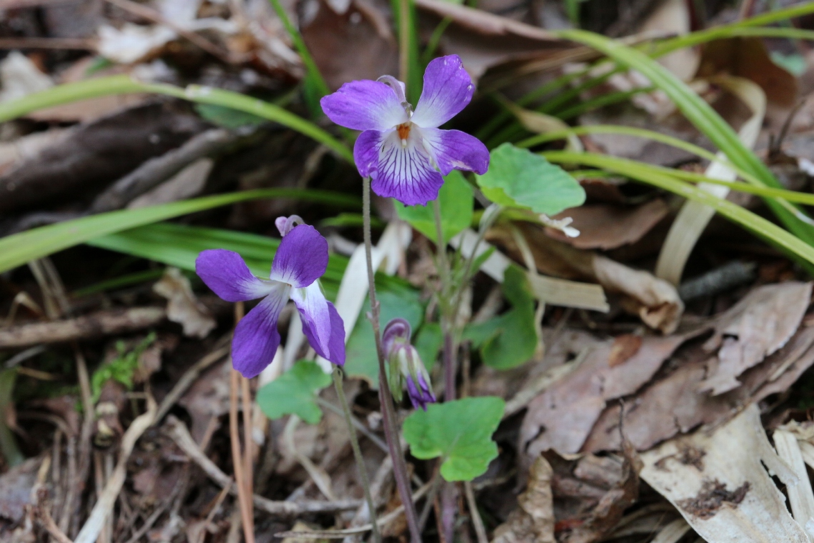 今年のすみれアルバム サエモンさんの松島の活動日記 Yamap ヤマップ