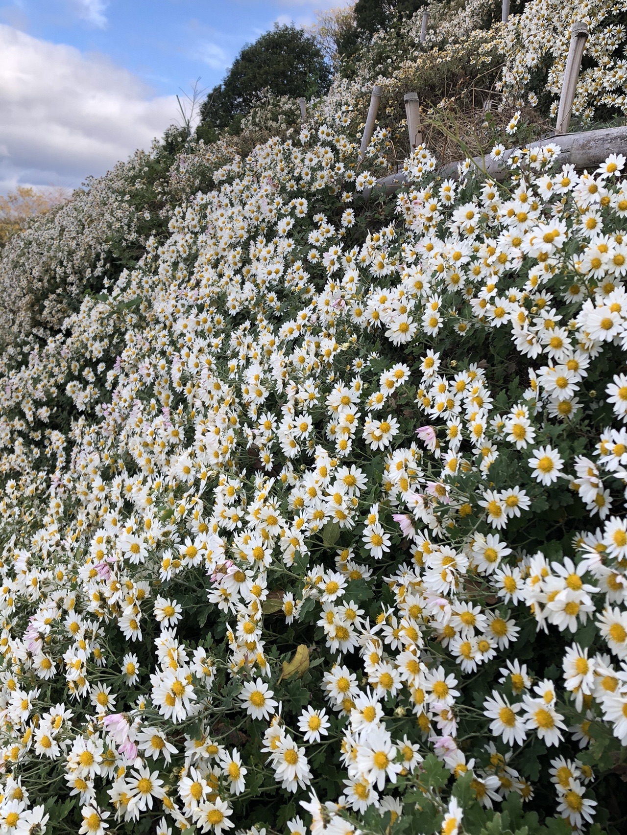 須磨アルプス 横尾山 のじぎくの丘 くじちゃんさんの六甲山 長峰山 摩耶山の活動データ Yamap ヤマップ