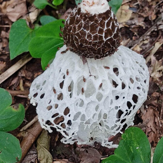 チャンチャンのページ YAMAP / ヤマップ