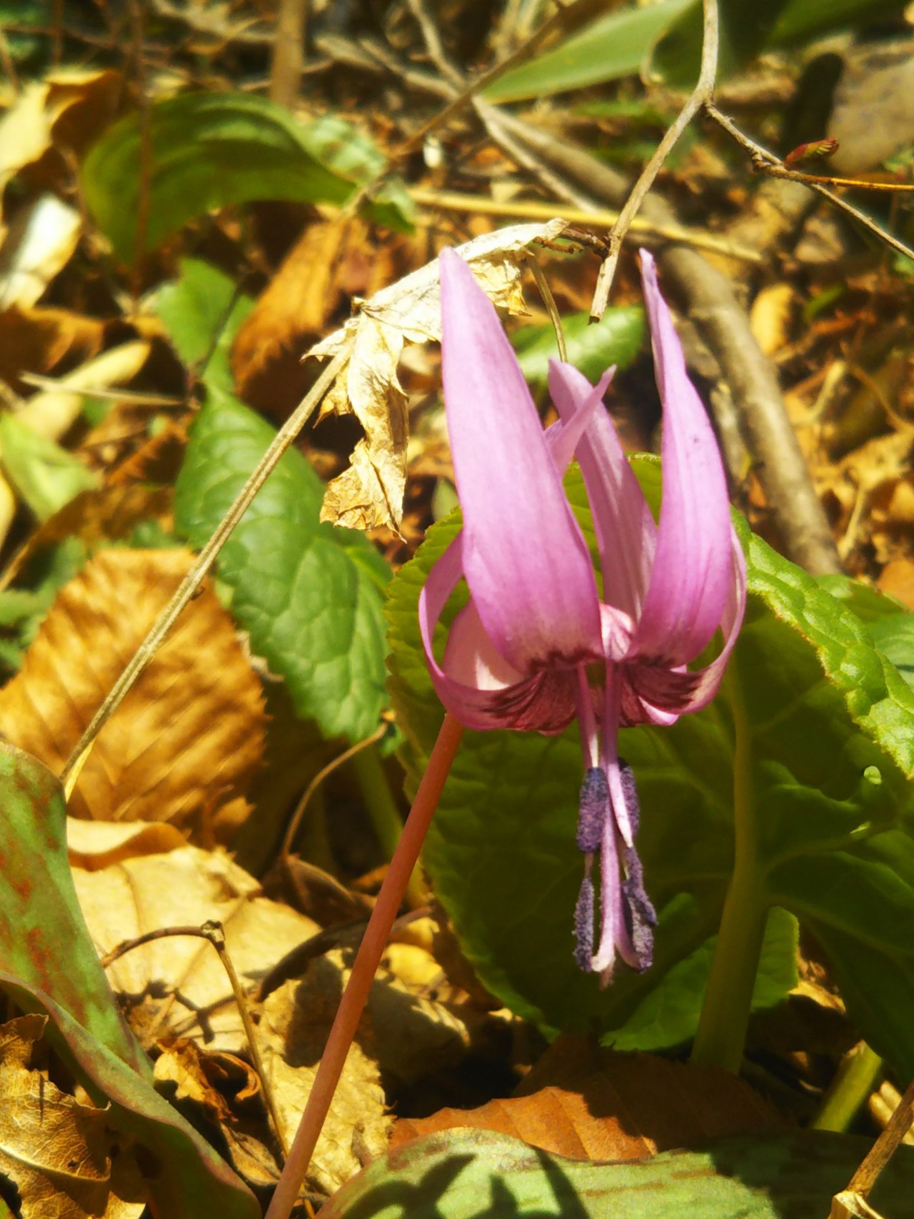 花粉症がひどくて撤退の蜂倉山in七ツ森 やまねこさんの七ツ森の活動日記 Yamap ヤマップ