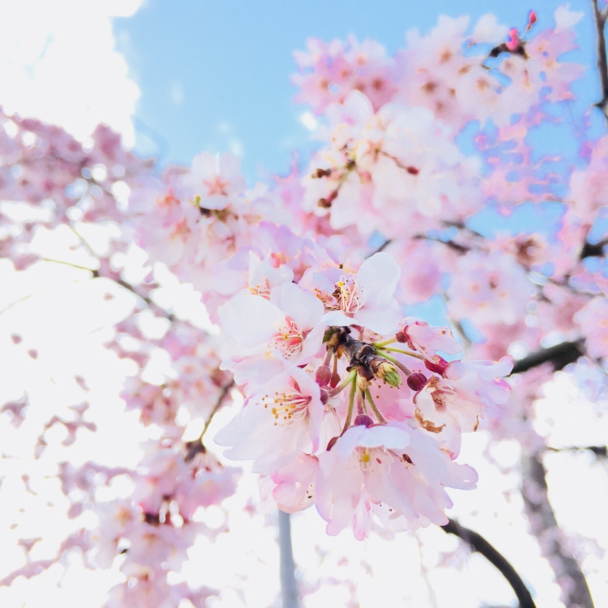 遅かったか 掛川城と掛川桜 たけたけさんの東海道五十三次 日坂宿 掛川宿 袋井宿 の活動日記 Yamap ヤマップ