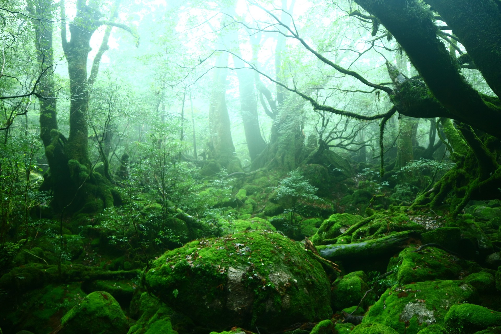 屋久島 白谷雲水峡 なおさんの屋久島 宮之浦岳の活動日記 Yamap ヤマップ