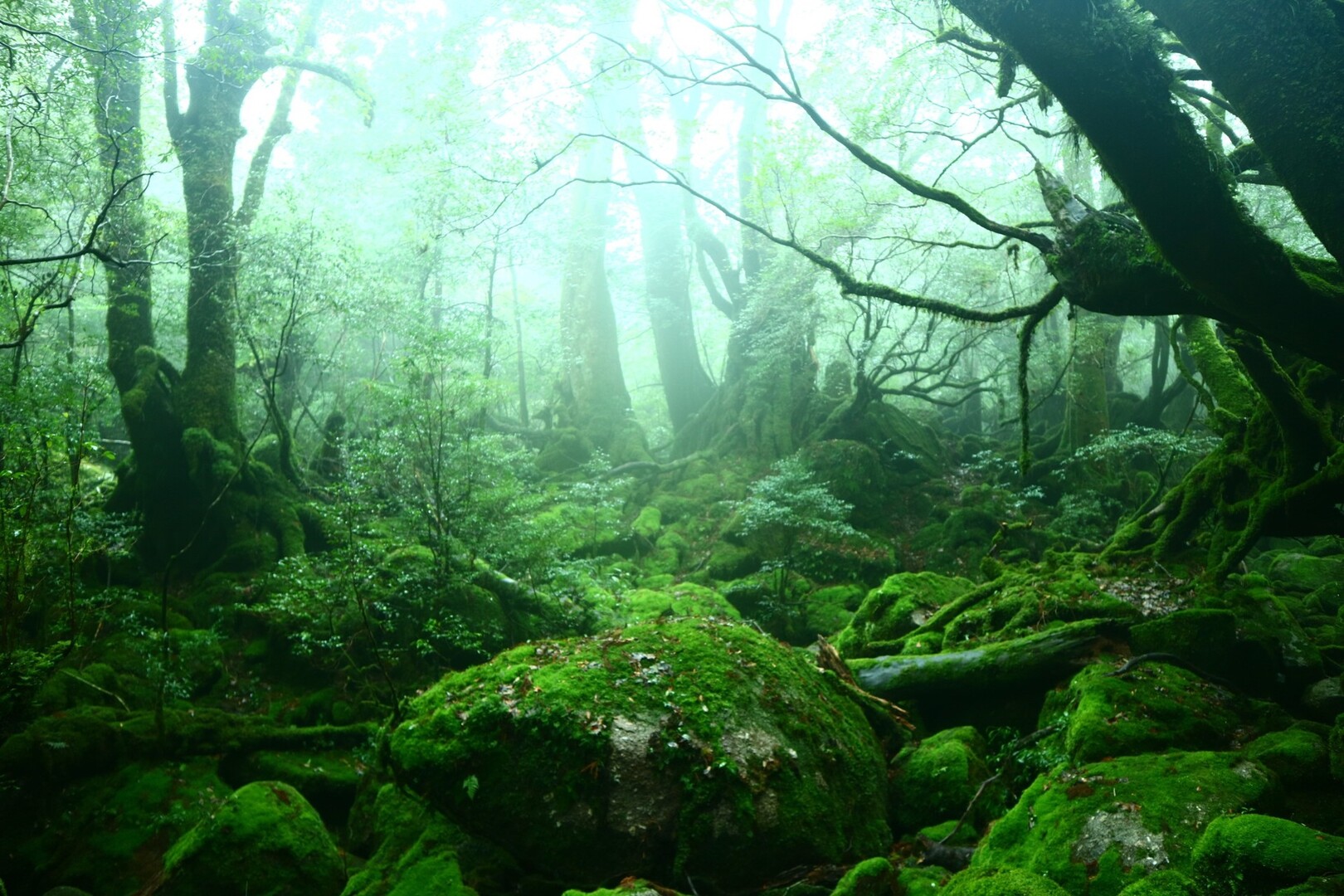 屋久島 白谷雲水峡 屋久島 宮之浦岳の写真25枚目 もののけ姫 Yamap ヤマップ