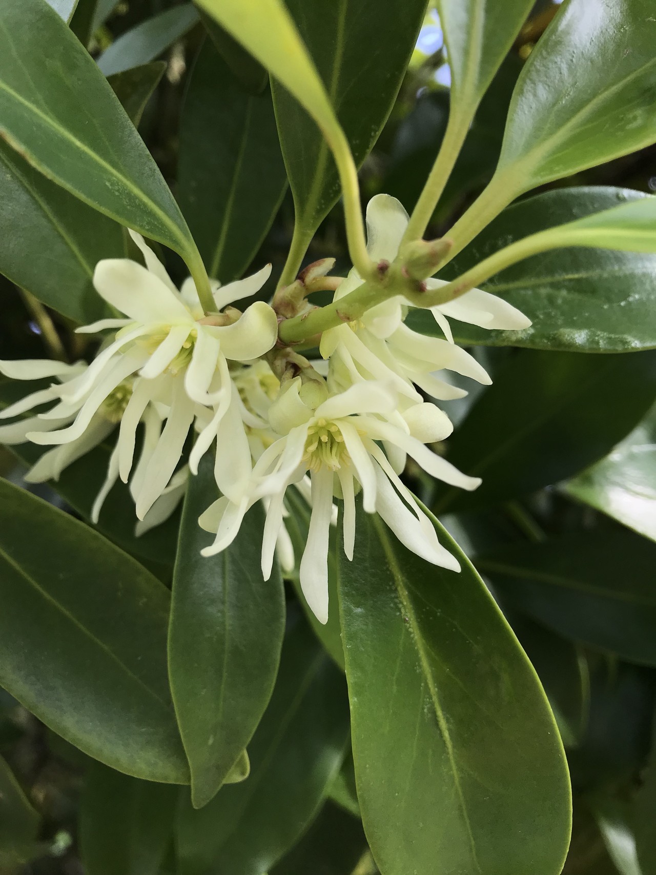 外苑前から青山霊園でお花見 ずおずおむさんの東京都23区 南エリアの活動データ Yamap ヤマップ