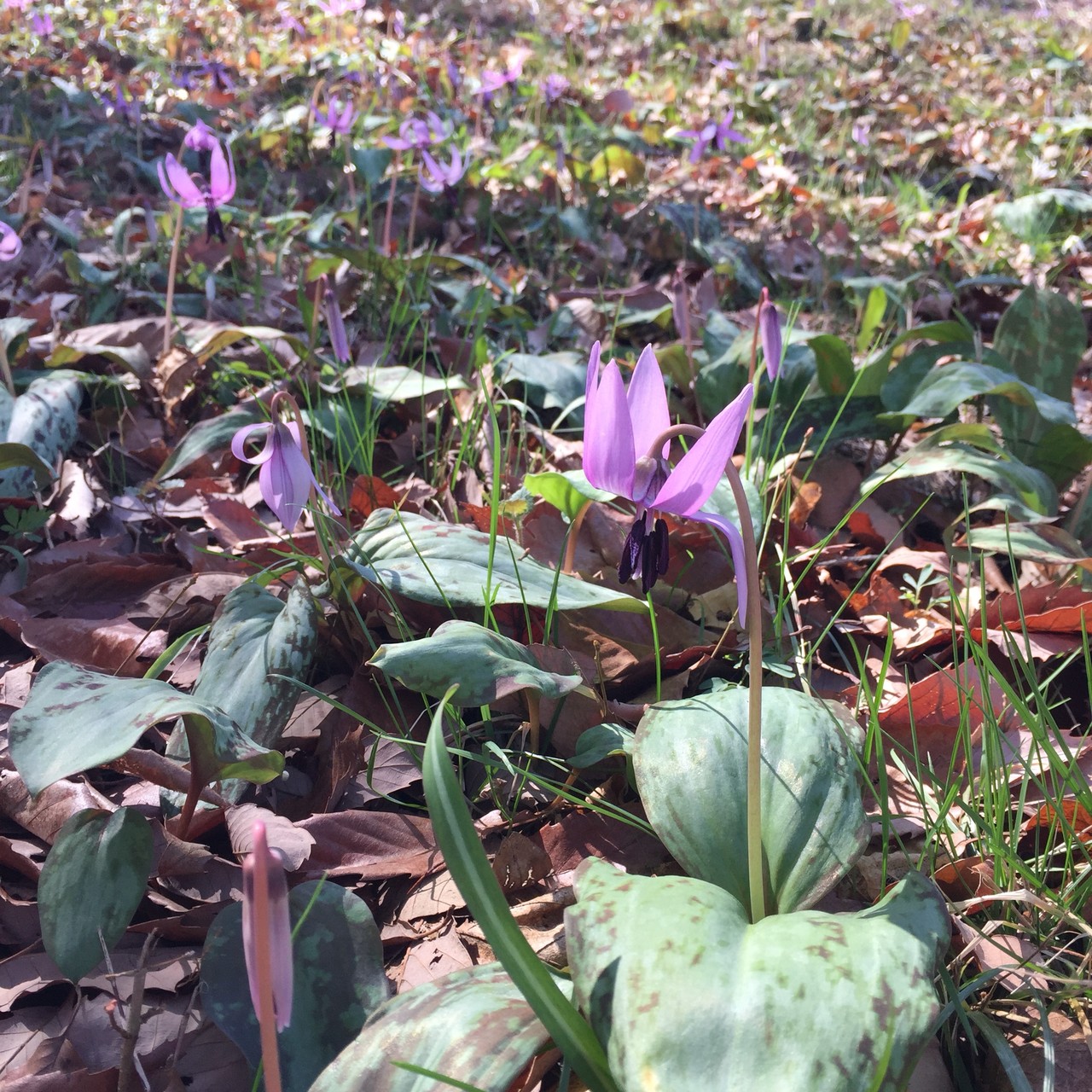 春の花巡り カタクリ ヒロハノアマナ あれこれ のりのり さんの加治丘陵 入間市 の活動データ Yamap ヤマップ