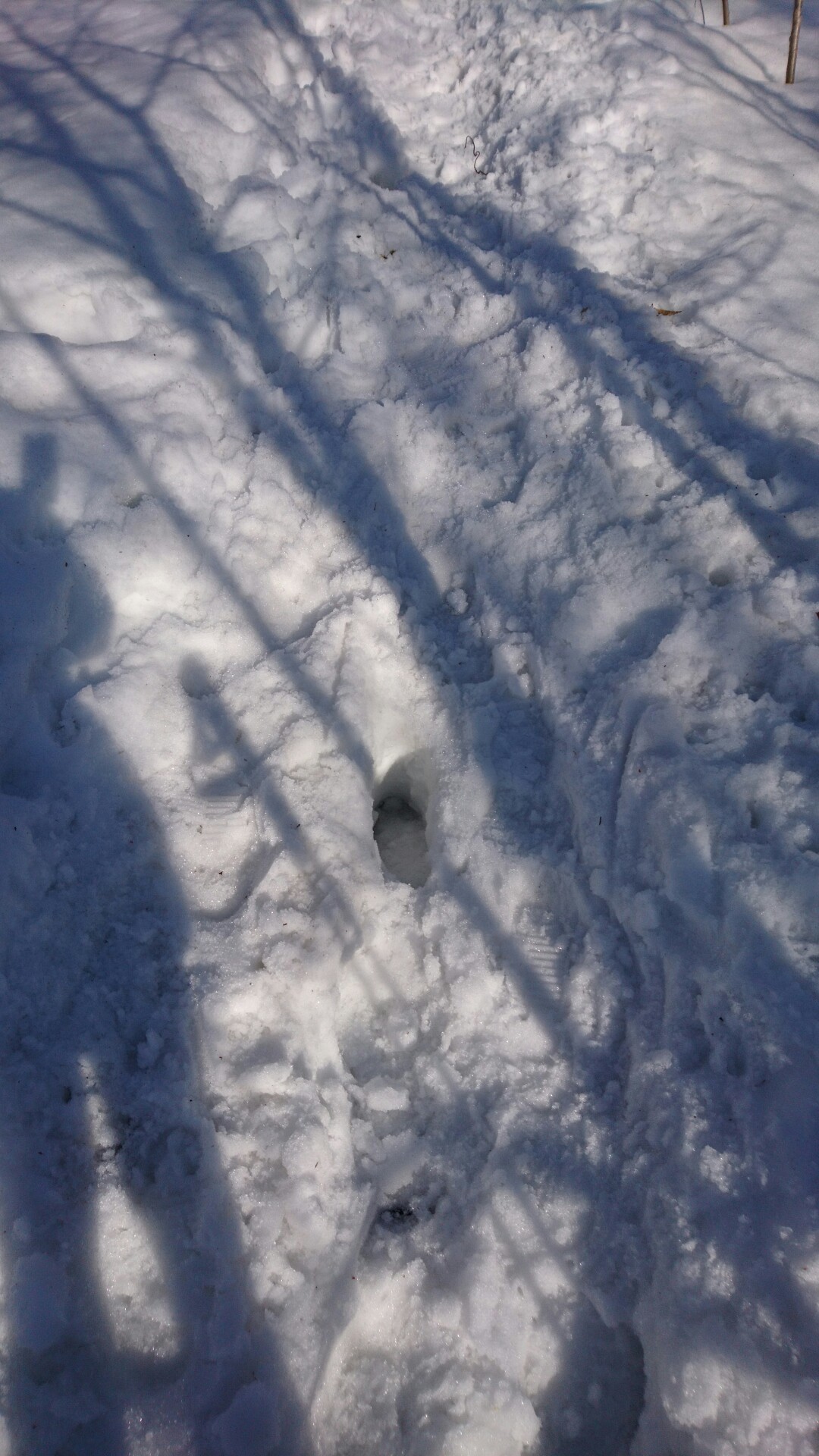 教えてエロイ人 ὢ ゆかちんさんの藻岩山の活動日記 Yamap ヤマップ