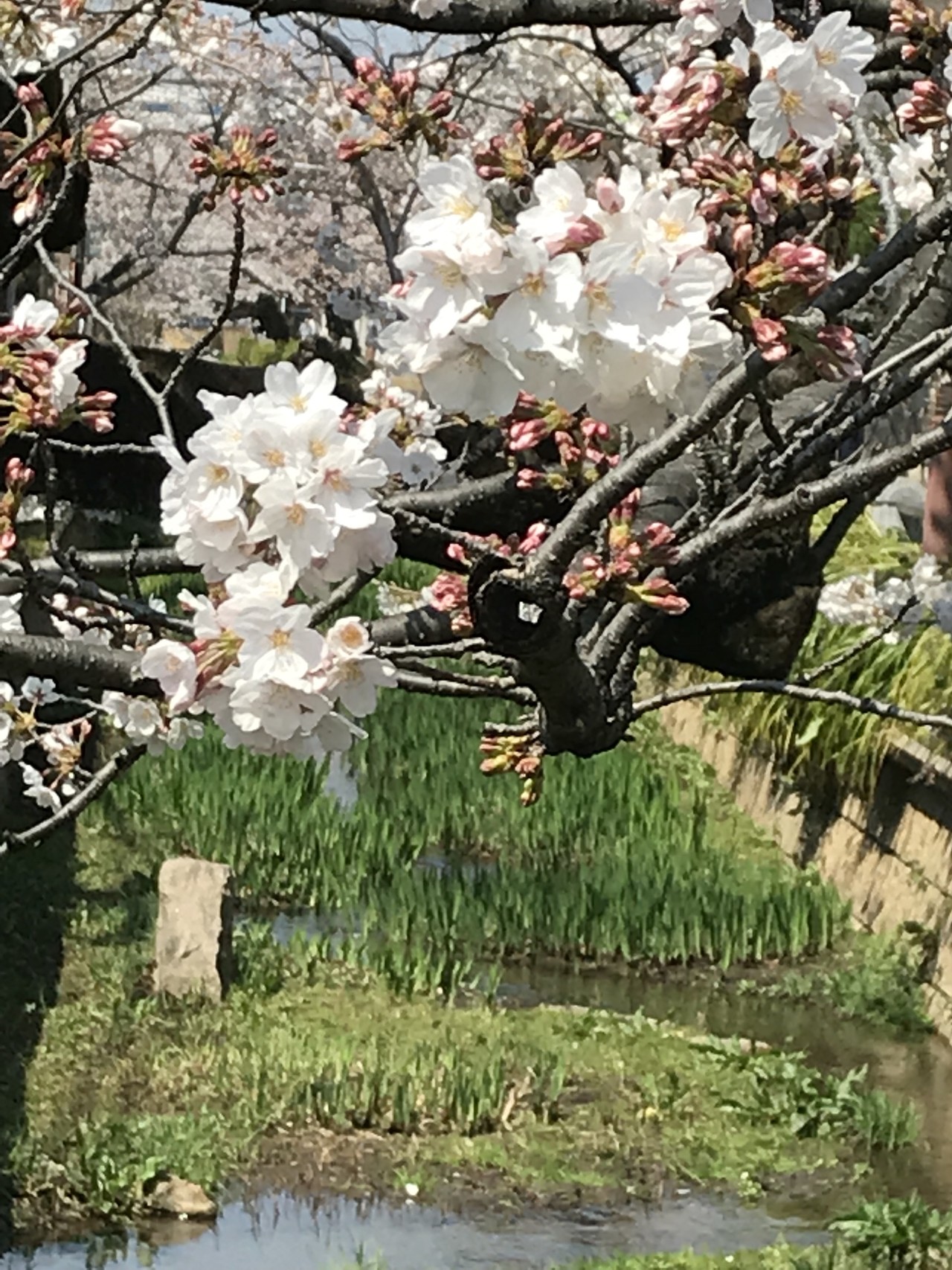 呑川桜並木桜新町から都立大まで 八女茶さんの東京都23区 西エリアの活動日記 Yamap ヤマップ