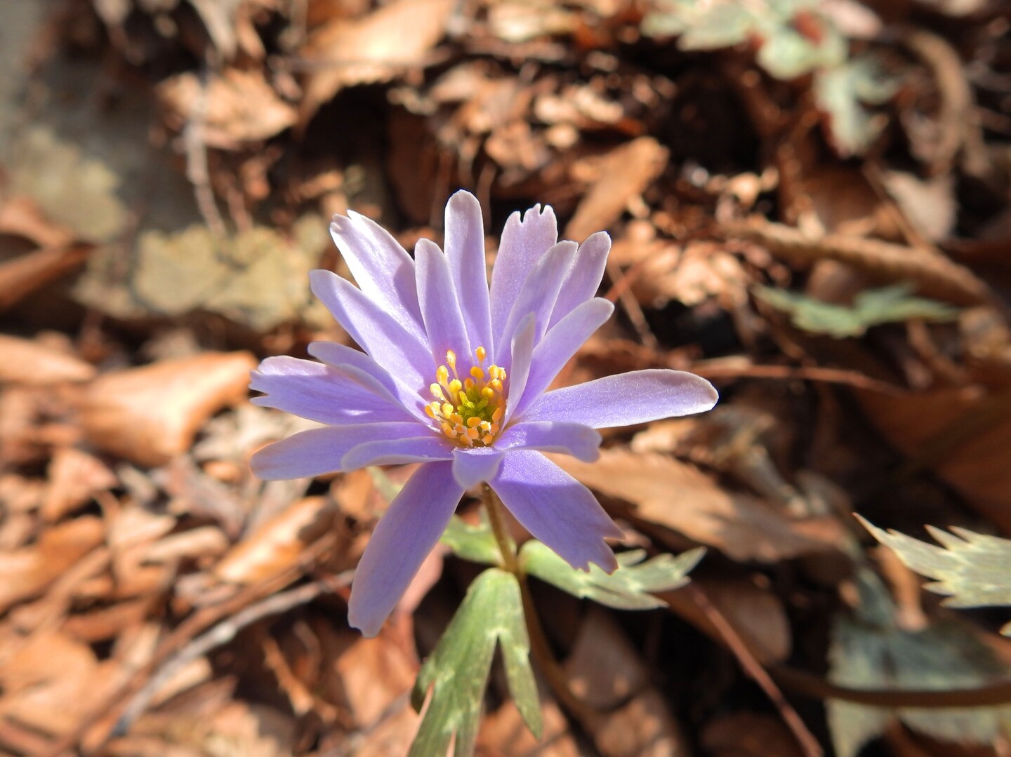 三頭越 てゆーかユキワリイチゲ鑑賞 ねこバスさんの竜王山 讃岐山脈 大川山の活動日記 Yamap ヤマップ